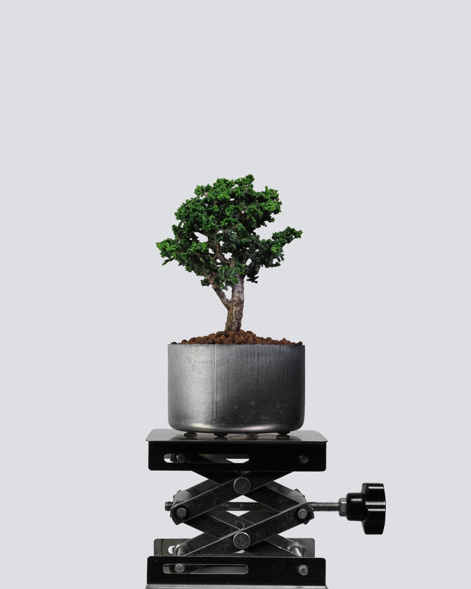 Sekka Hinoki Cypress – Bonso