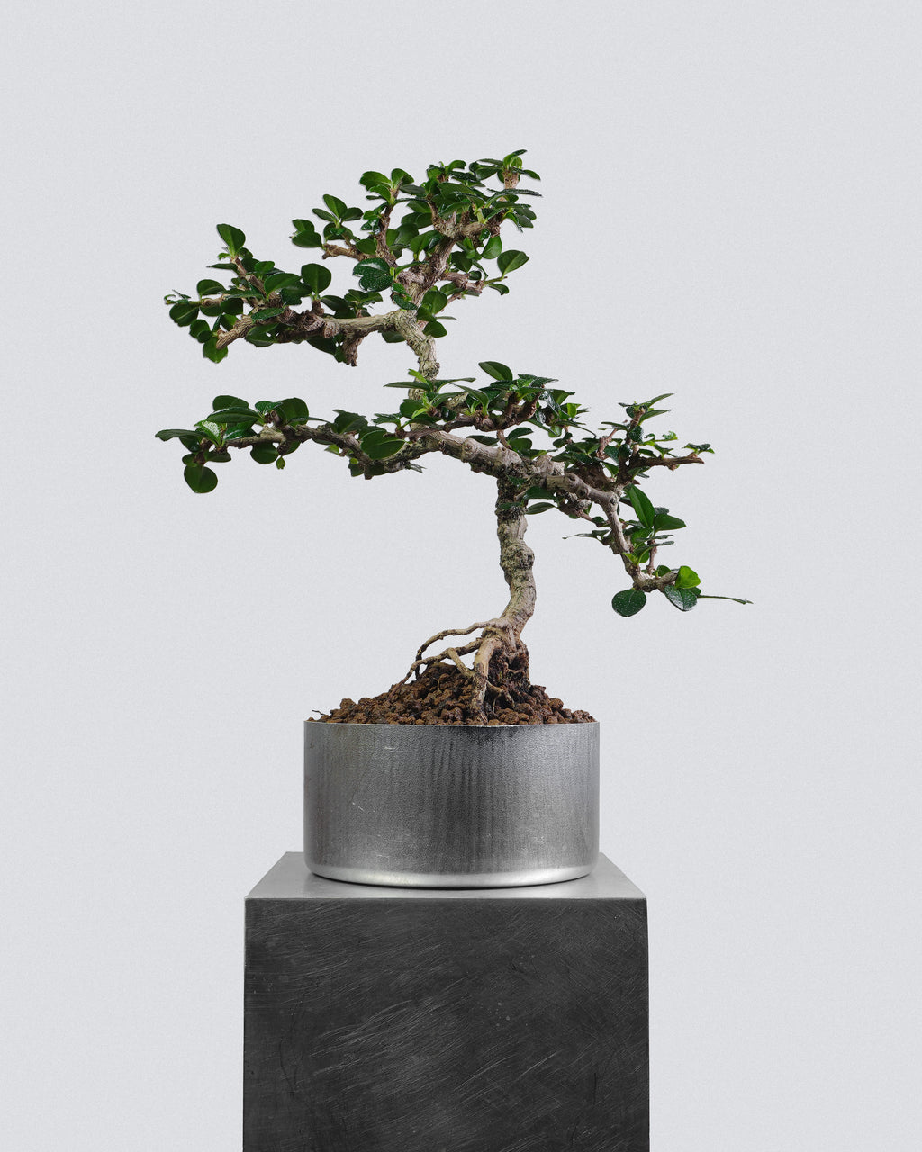 Fukien Tea 042