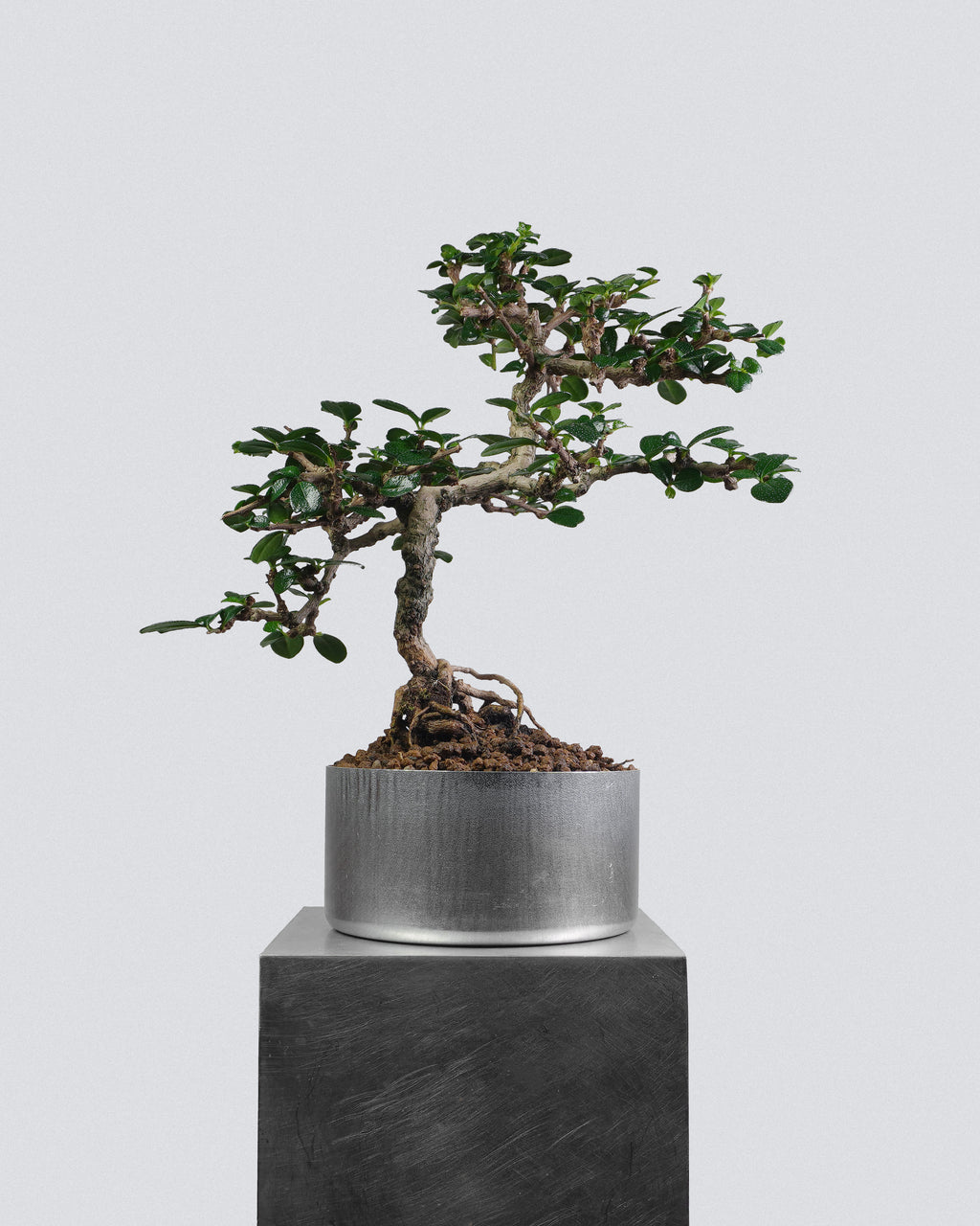 Fukien Tea 042