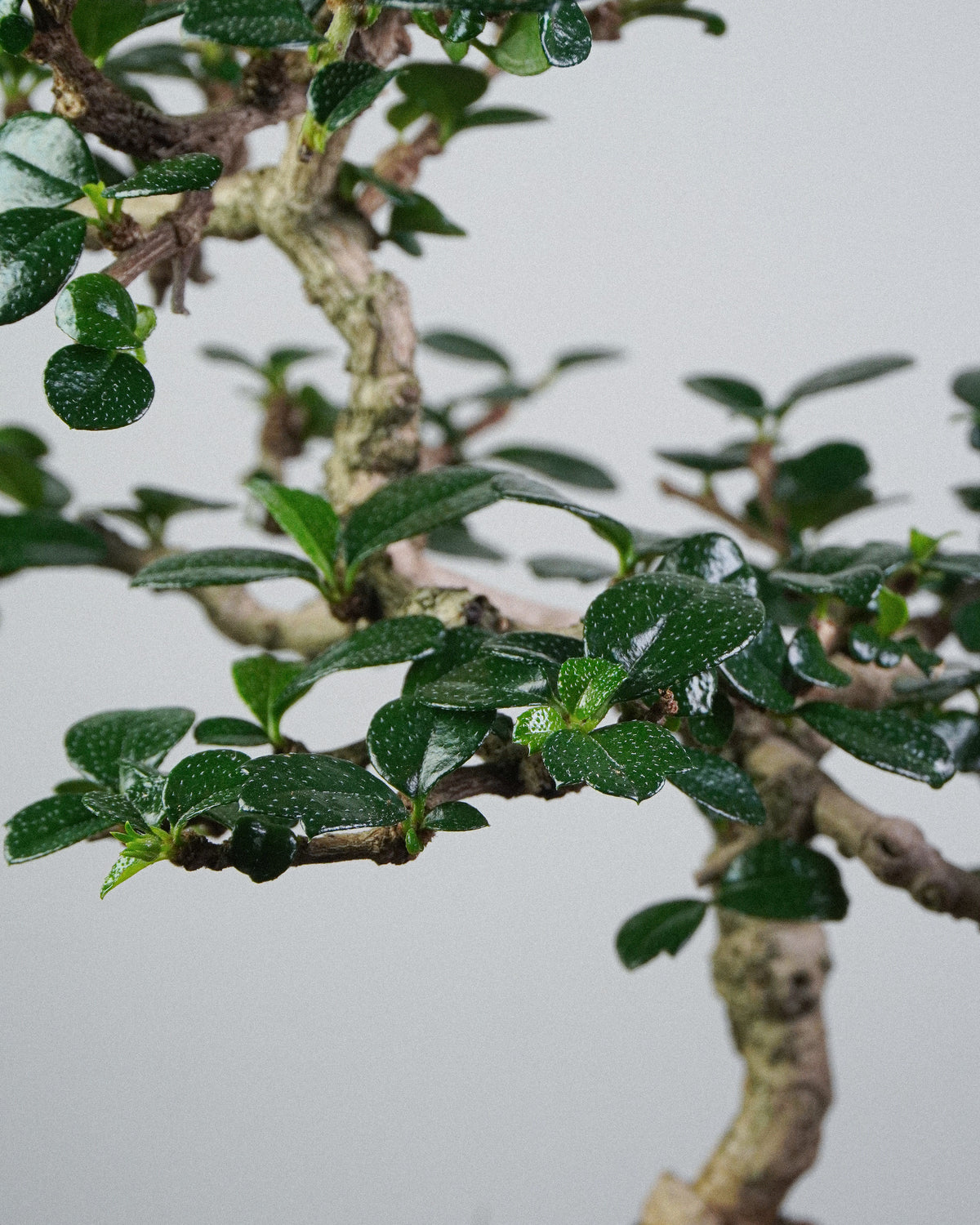 Fukien Tea 042