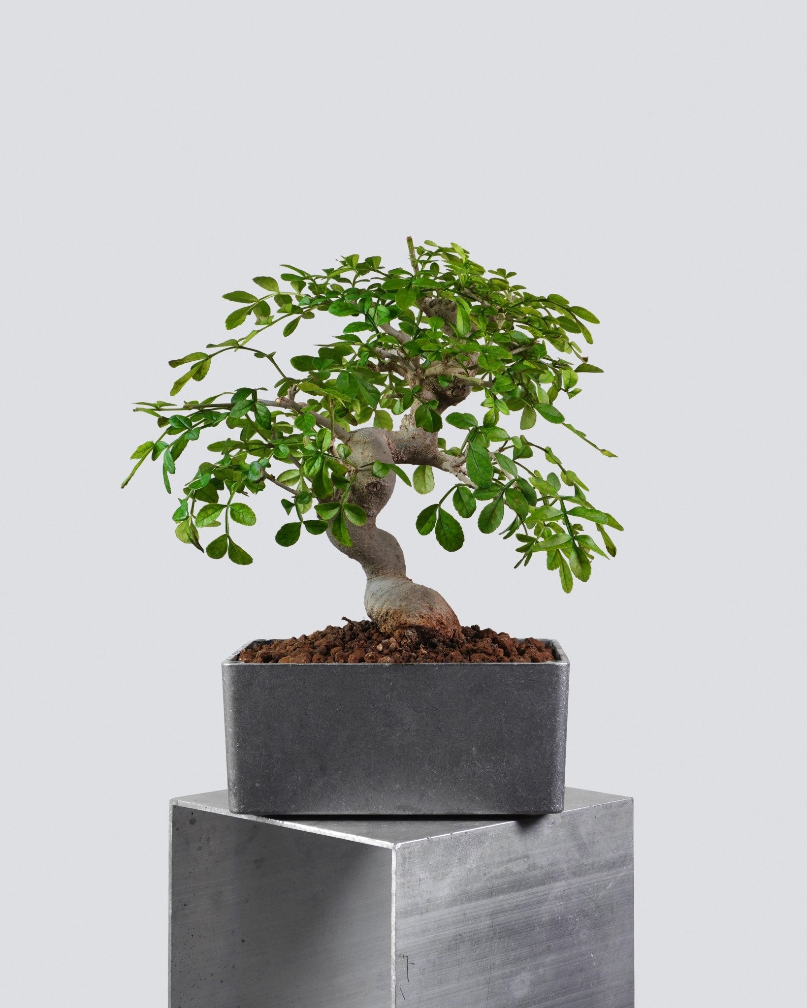 對節白蠟 Ash Bonsai 蒼勁樹冠與對生葉片層次展示 盆景香港室內植物