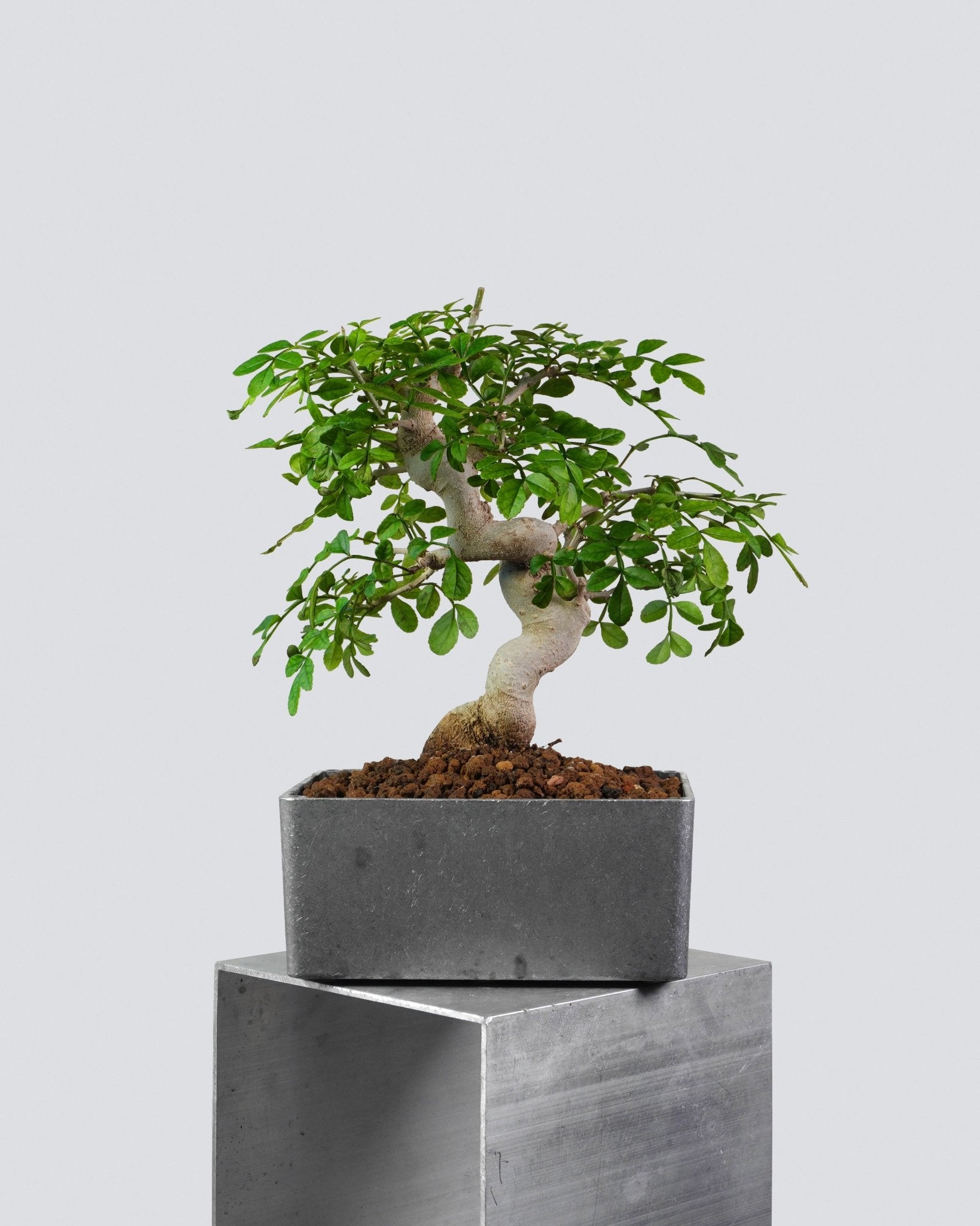 對節白蠟 Ash Bonsai 造型S型扭幹配灰色方盆 盆景香港辦公室植物