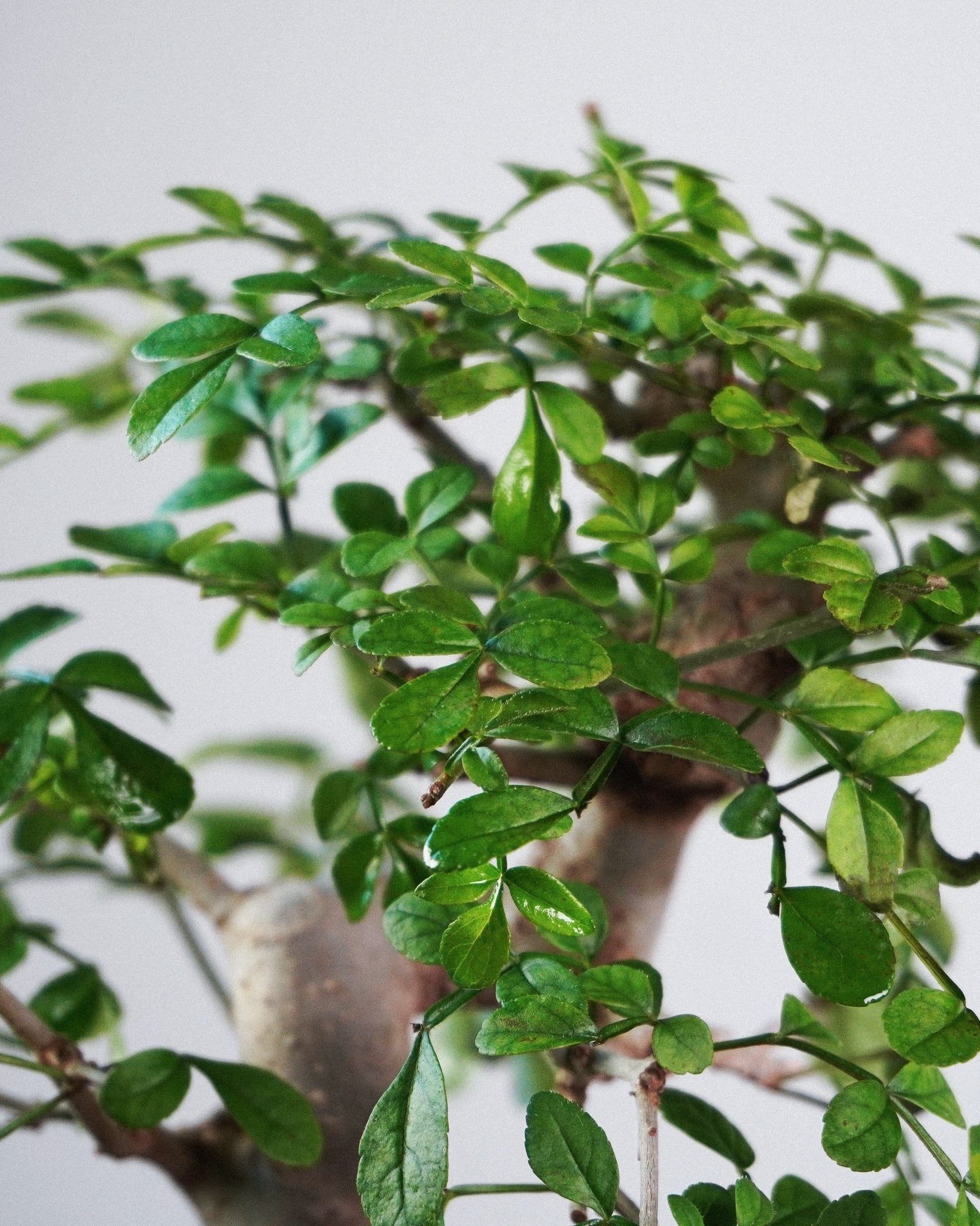 對節白蠟 Ash Bonsai 翠綠羽狀複葉與頂部層次展示 盆栽香港室內植物