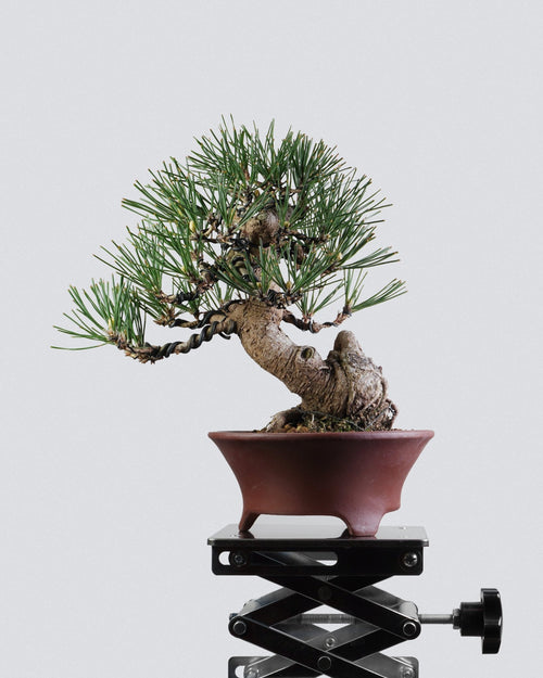 Bonso Black Pine bonsai tree with green needles in a brown pot, mounted on a black metal stand with an adjustment knob.
