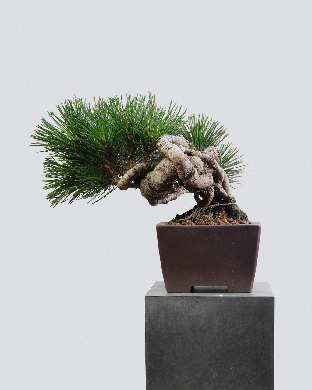 Black Pine
