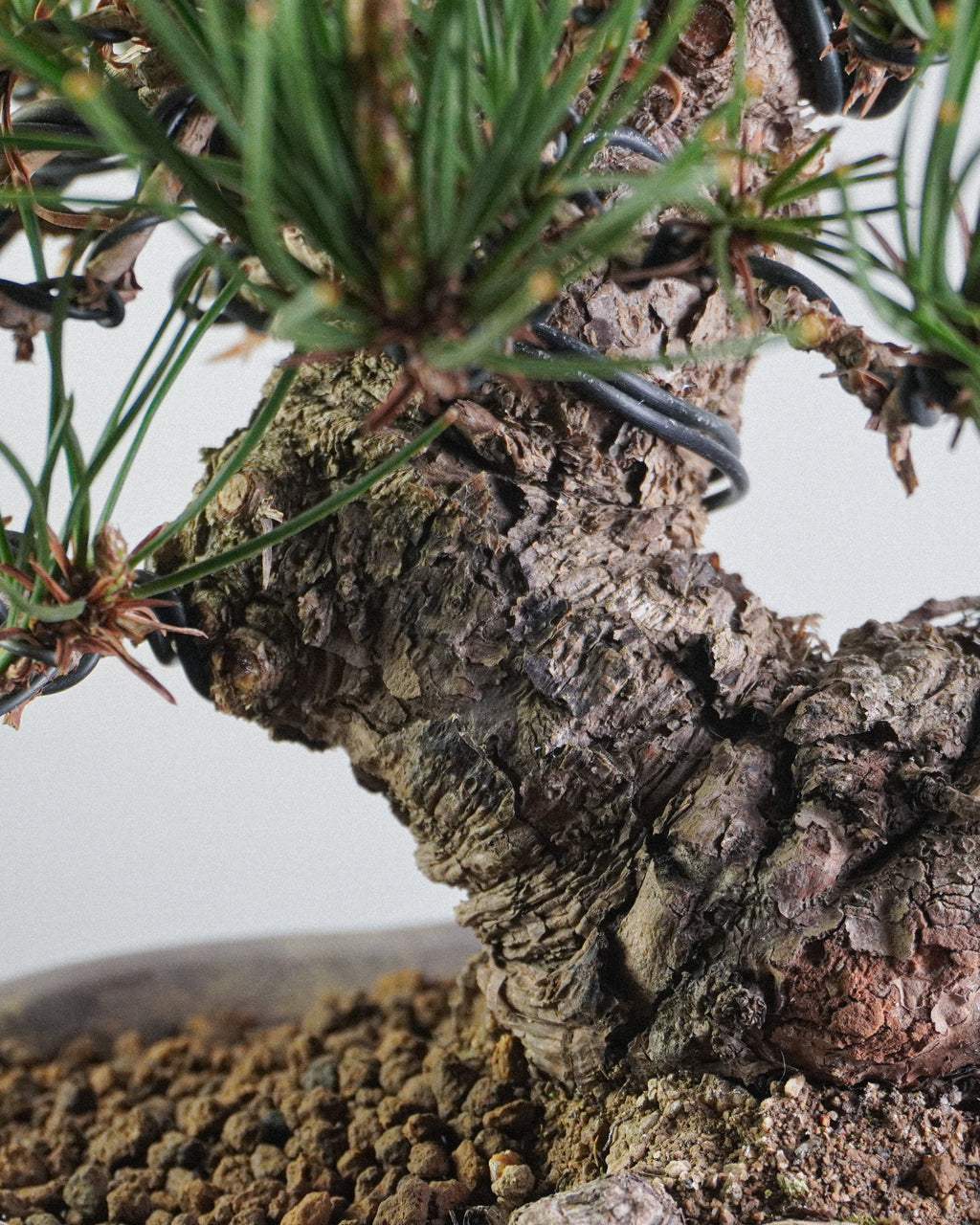 黑松 Black Pine Bonsai 樹幹荒皮質感與粗壯幹身特寫 盆栽香港辦公室植物