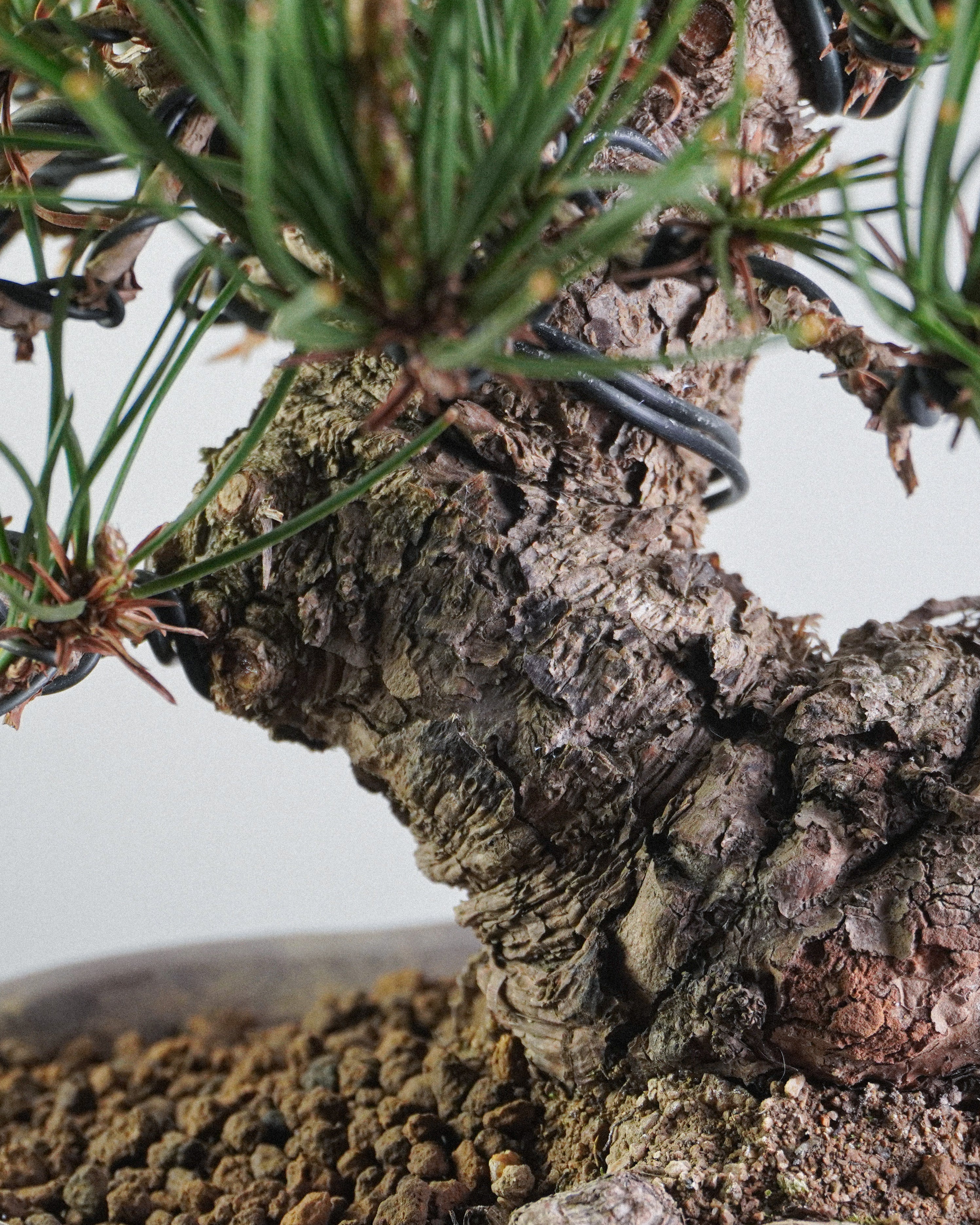 黑松 Black Pine Bonsai 樹幹荒皮質感與粗壯幹身特寫 盆栽香港辦公室植物
