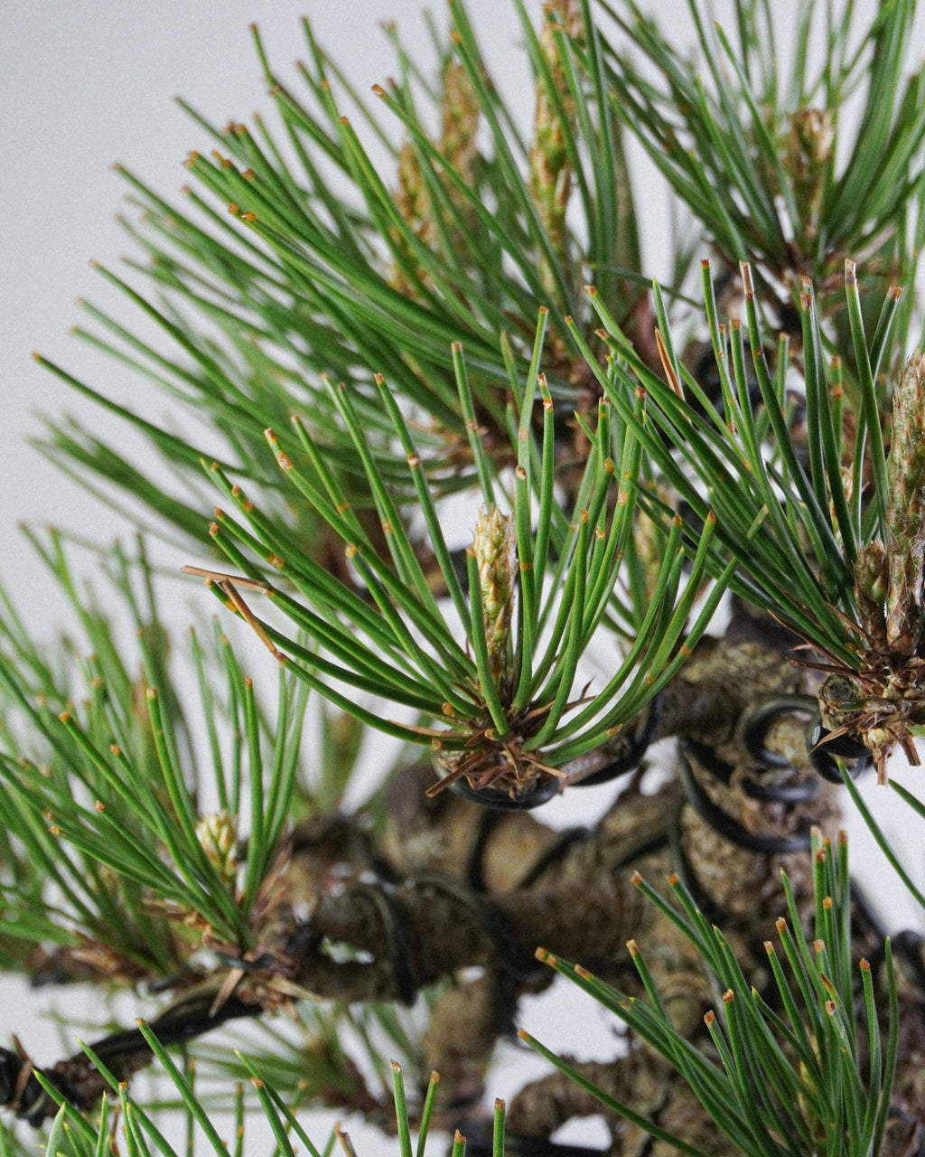 Black Pine - Bonso