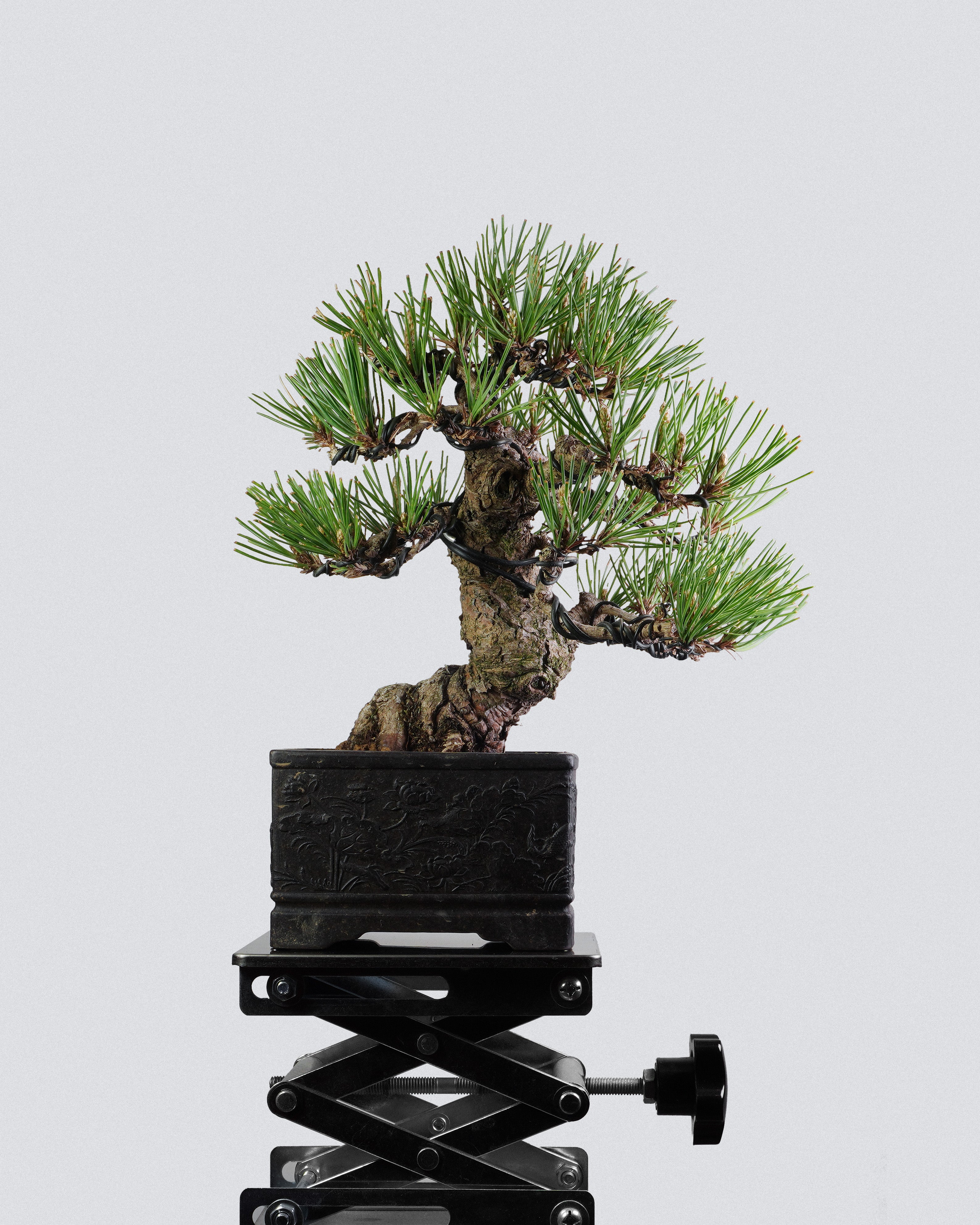 黑松 Black Pine Bonsai 蒼勁樹勢與側向枝葉層次展示 盆景香港辦公室植物