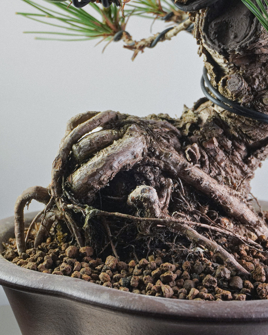 黑松 Black Pine Bonsai 隆起根基與盤根錯節結構展示 盆景香港辦公室植物
