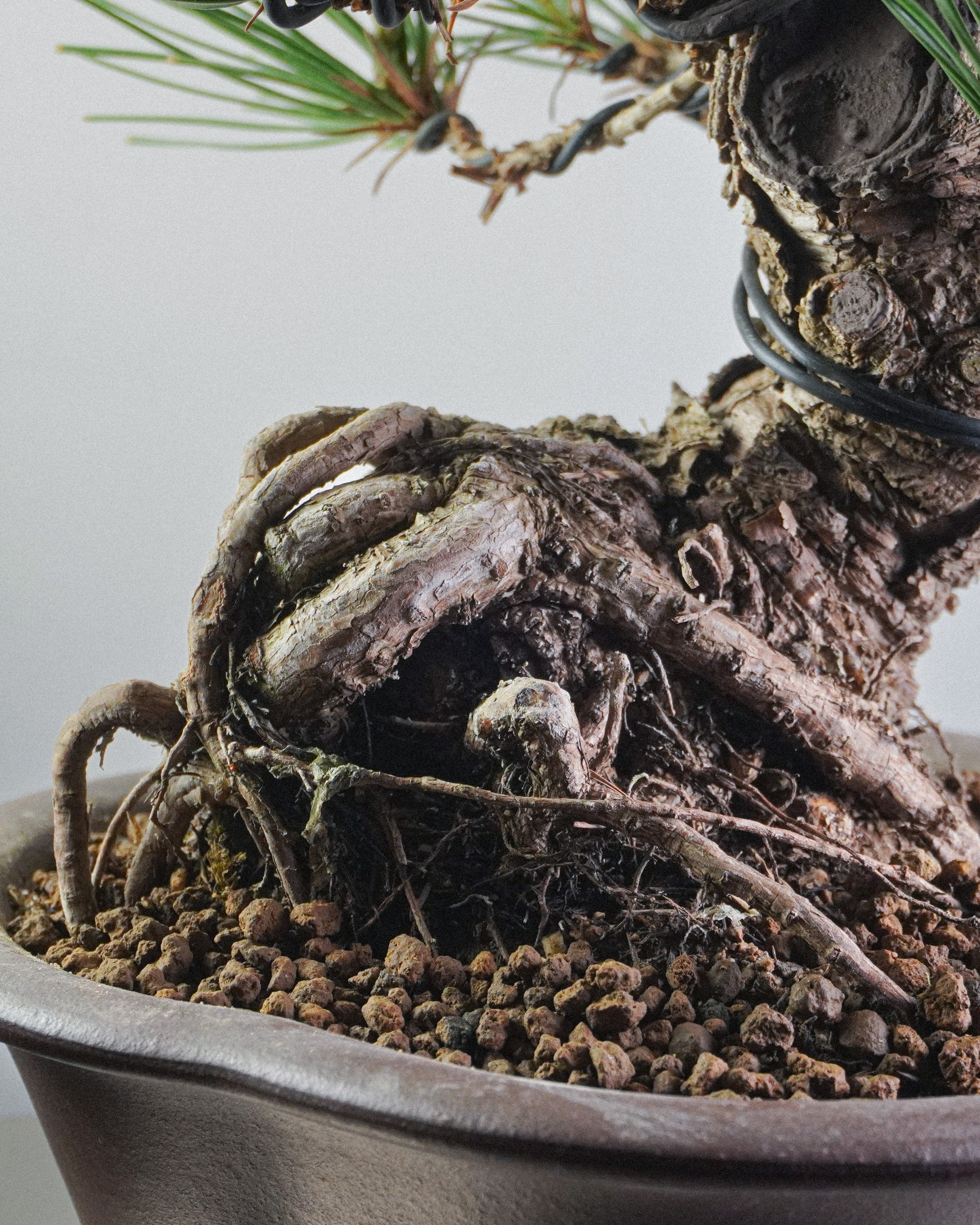 黑松 Black Pine Bonsai 隆起根基與盤根錯節結構展示 盆景香港辦公室植物