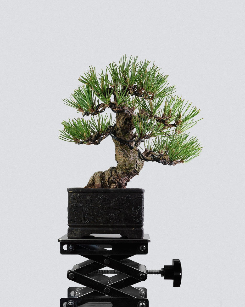 Black Pine - Bonso