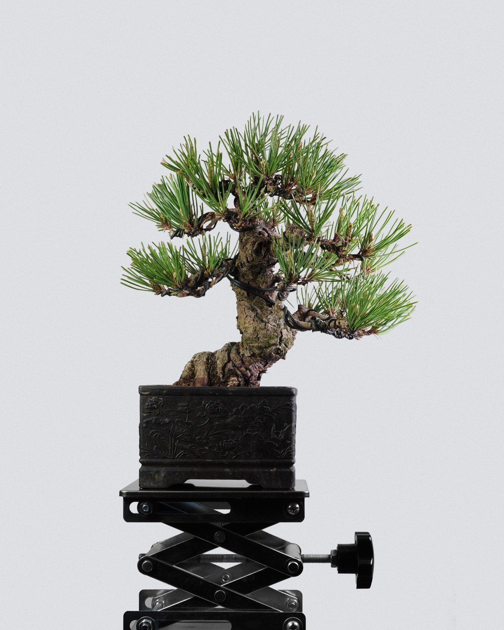 Black Pine - Bonso