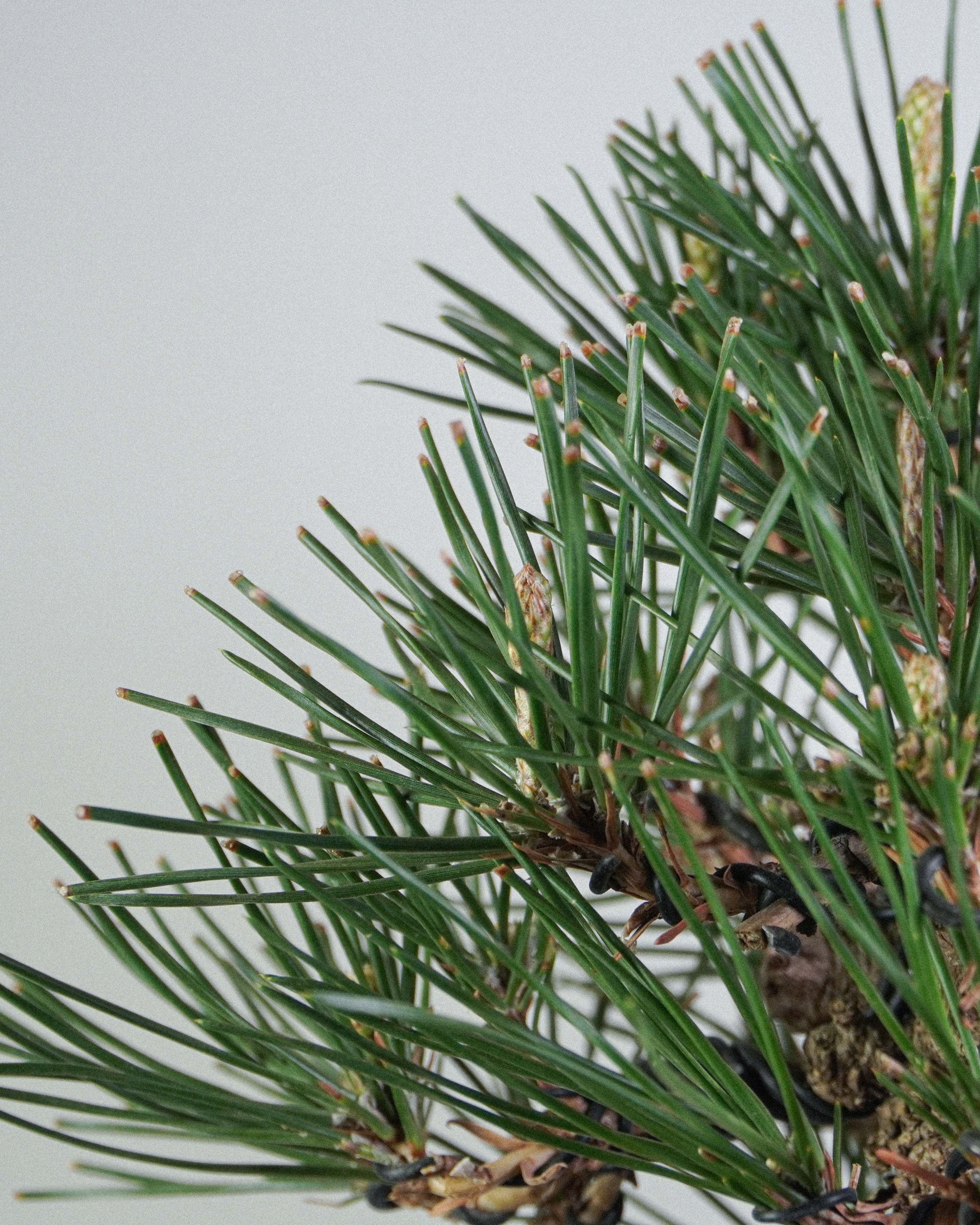 黑松 Black Pine Bonsai 翠綠細長松針與枝葉分佈特寫 盆栽香港戶外盆景