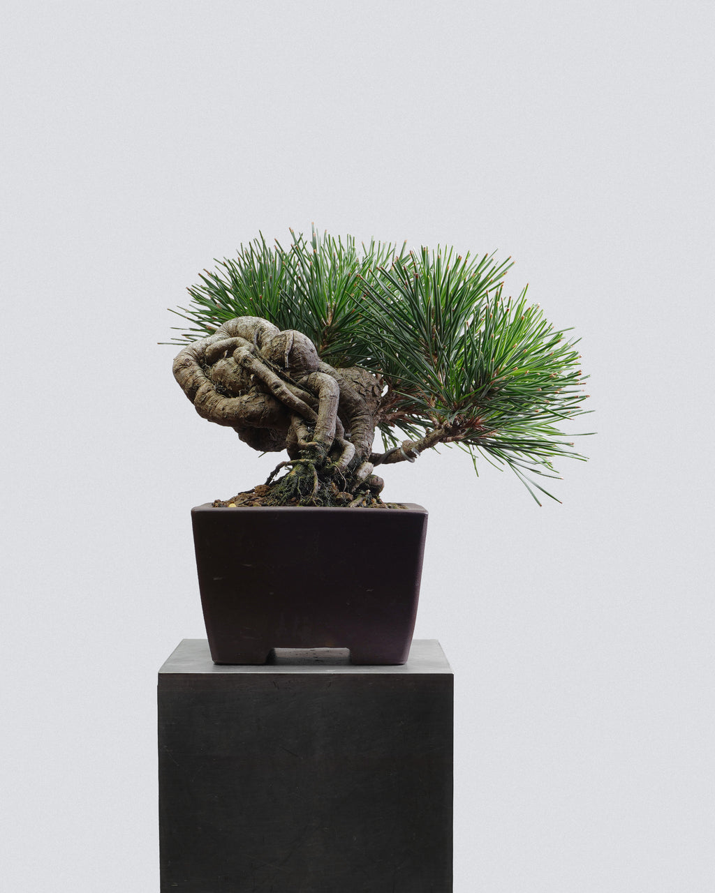 Black Pine
