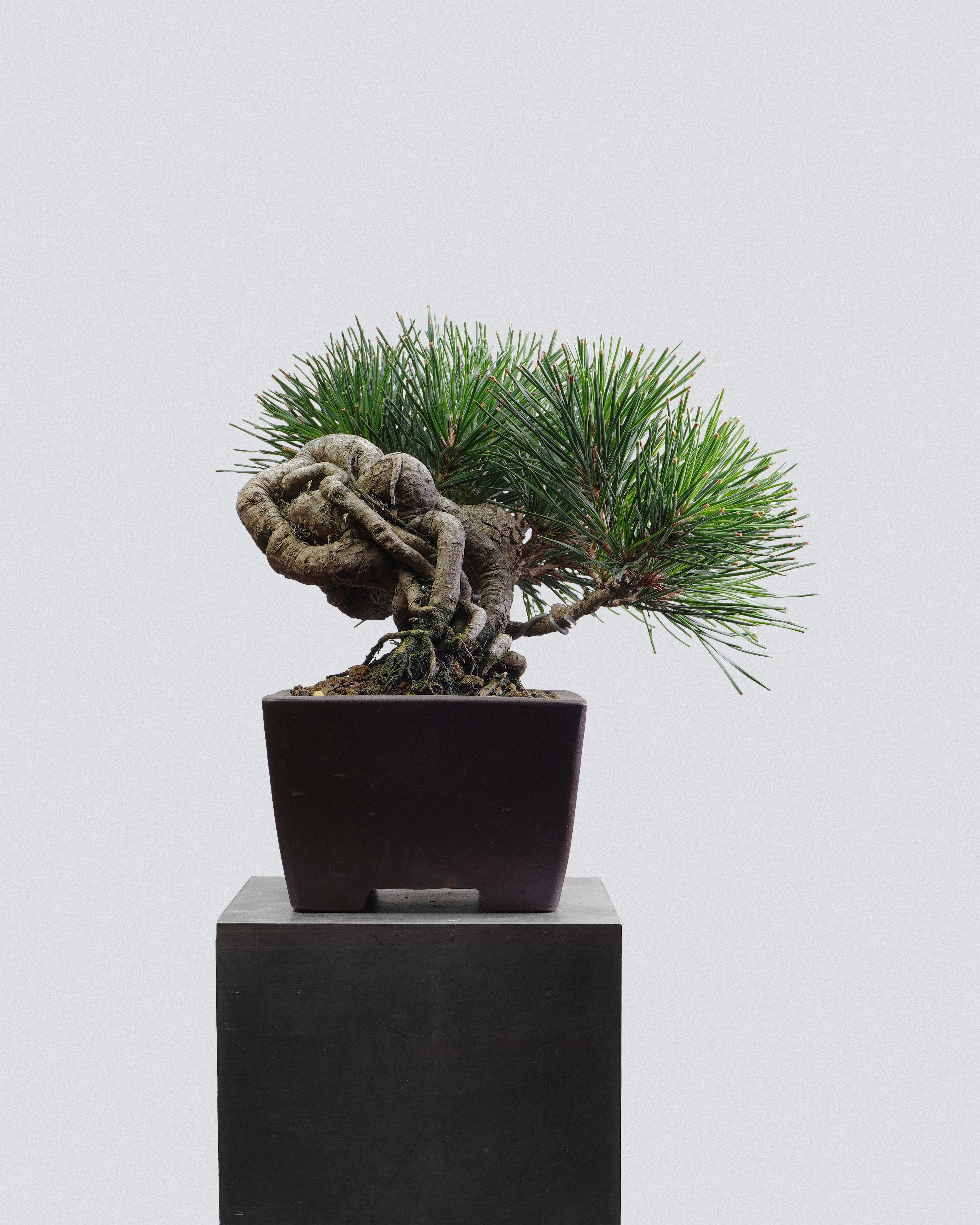 Black Pine
