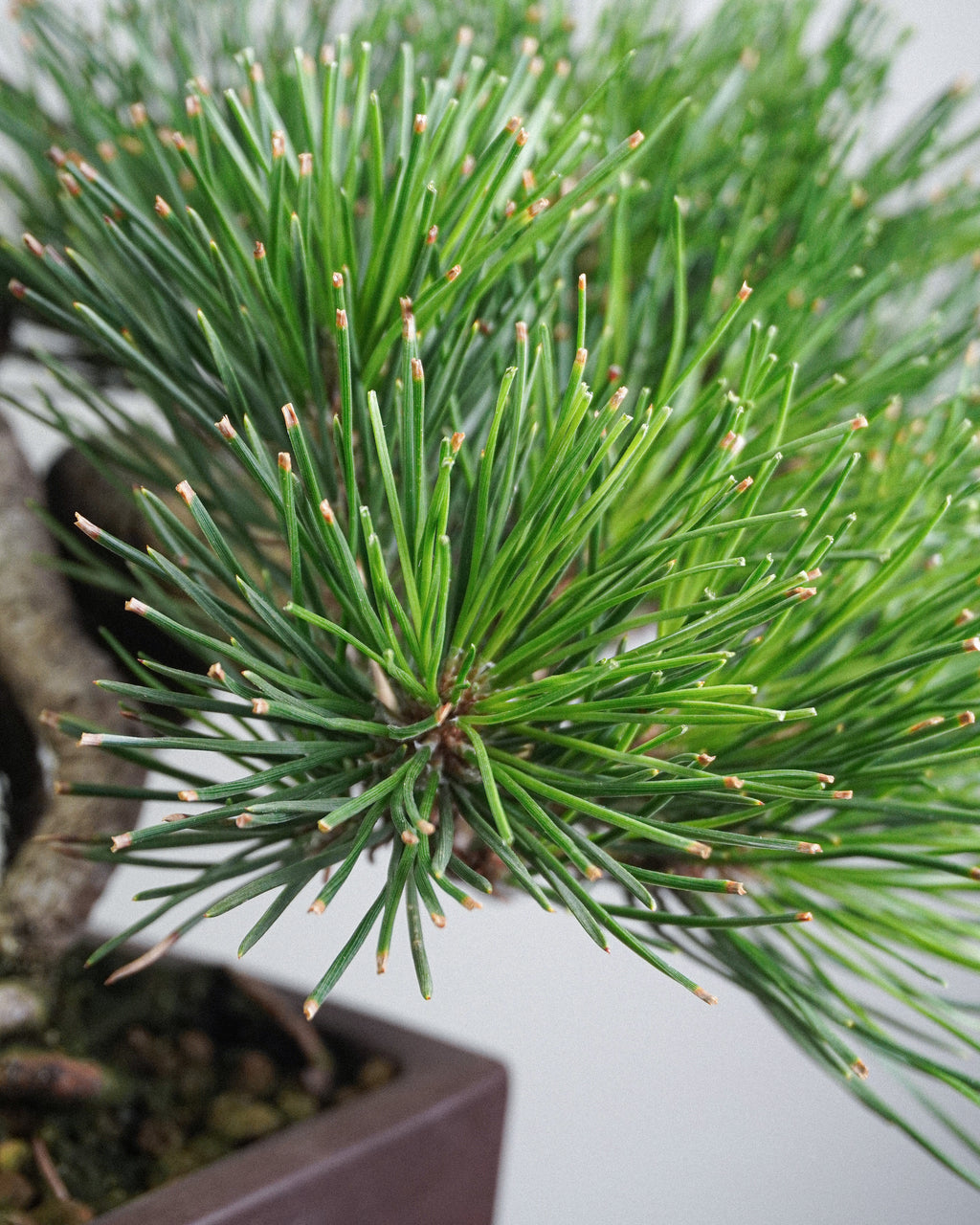 Black Pine