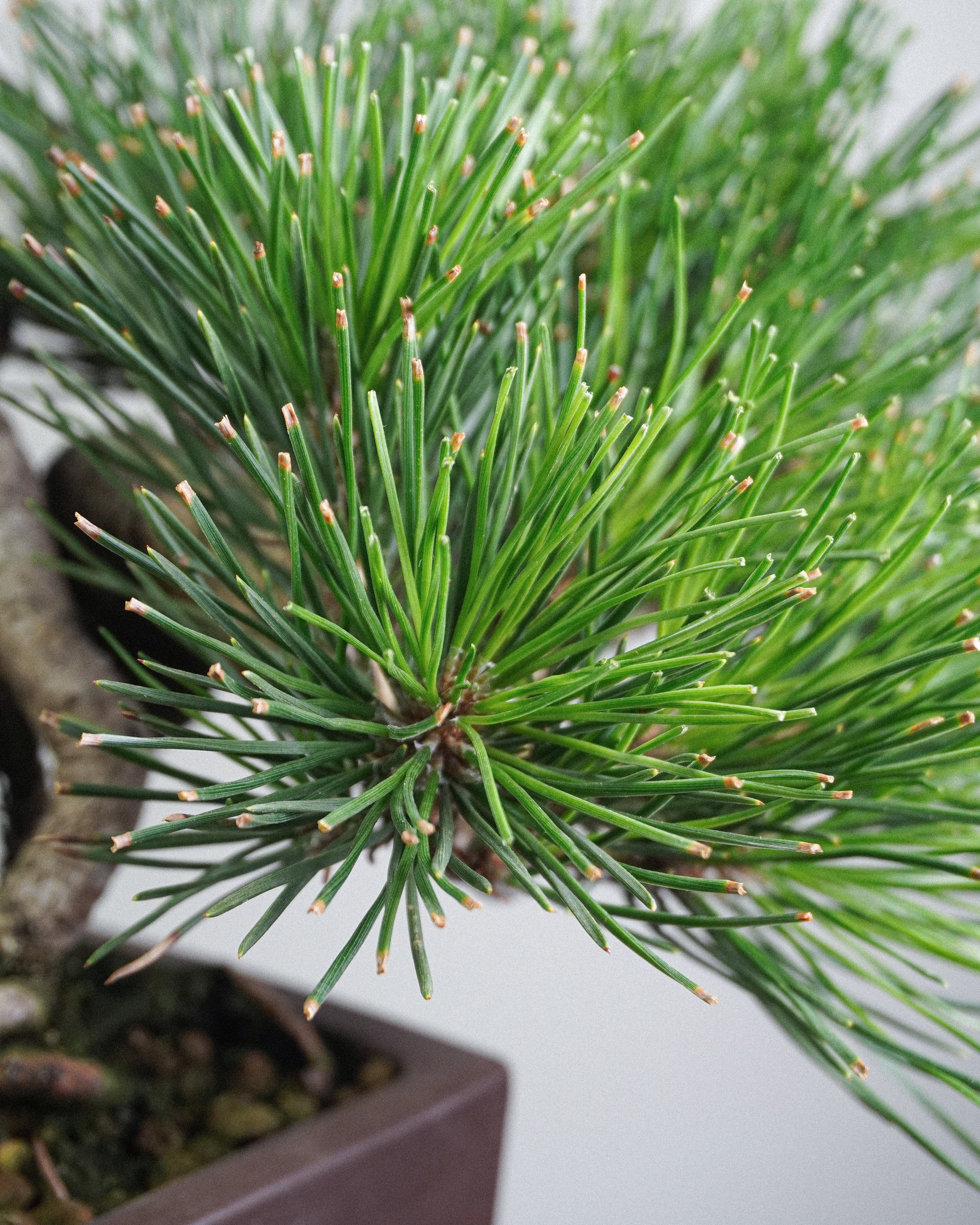 Black Pine