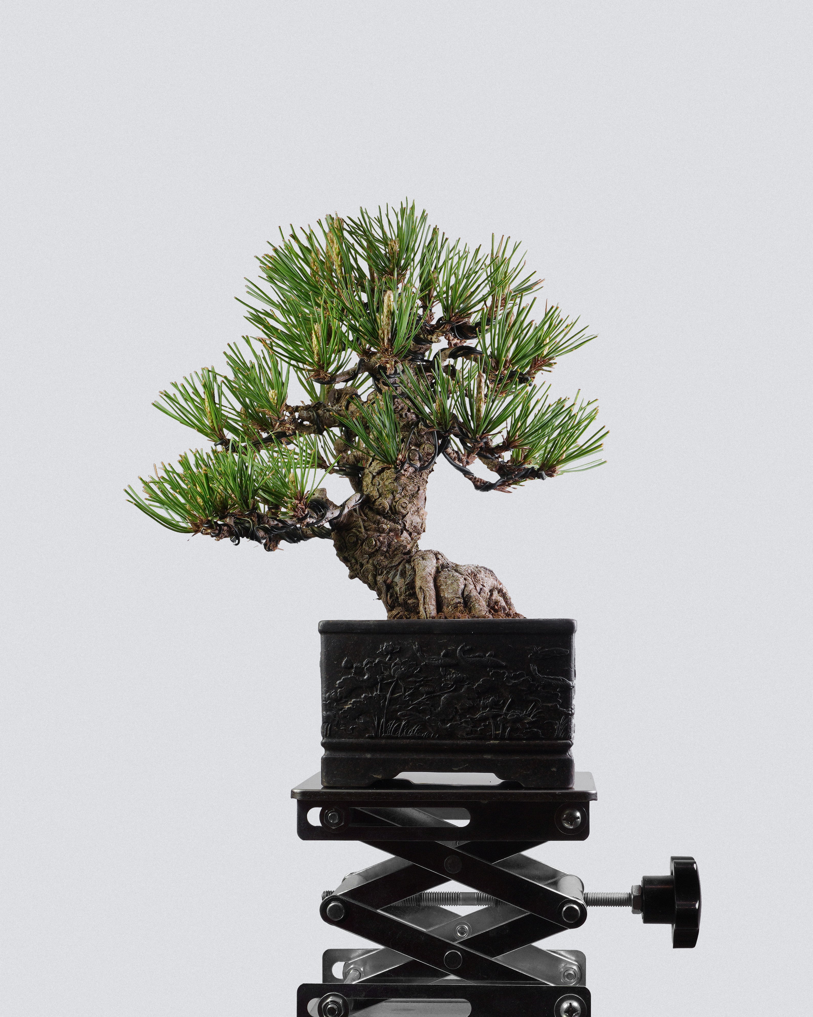 黑松 Black Pine Bonsai 粗壯荒皮主幹造型配黑色方盆 盆景香港戶外盆景
