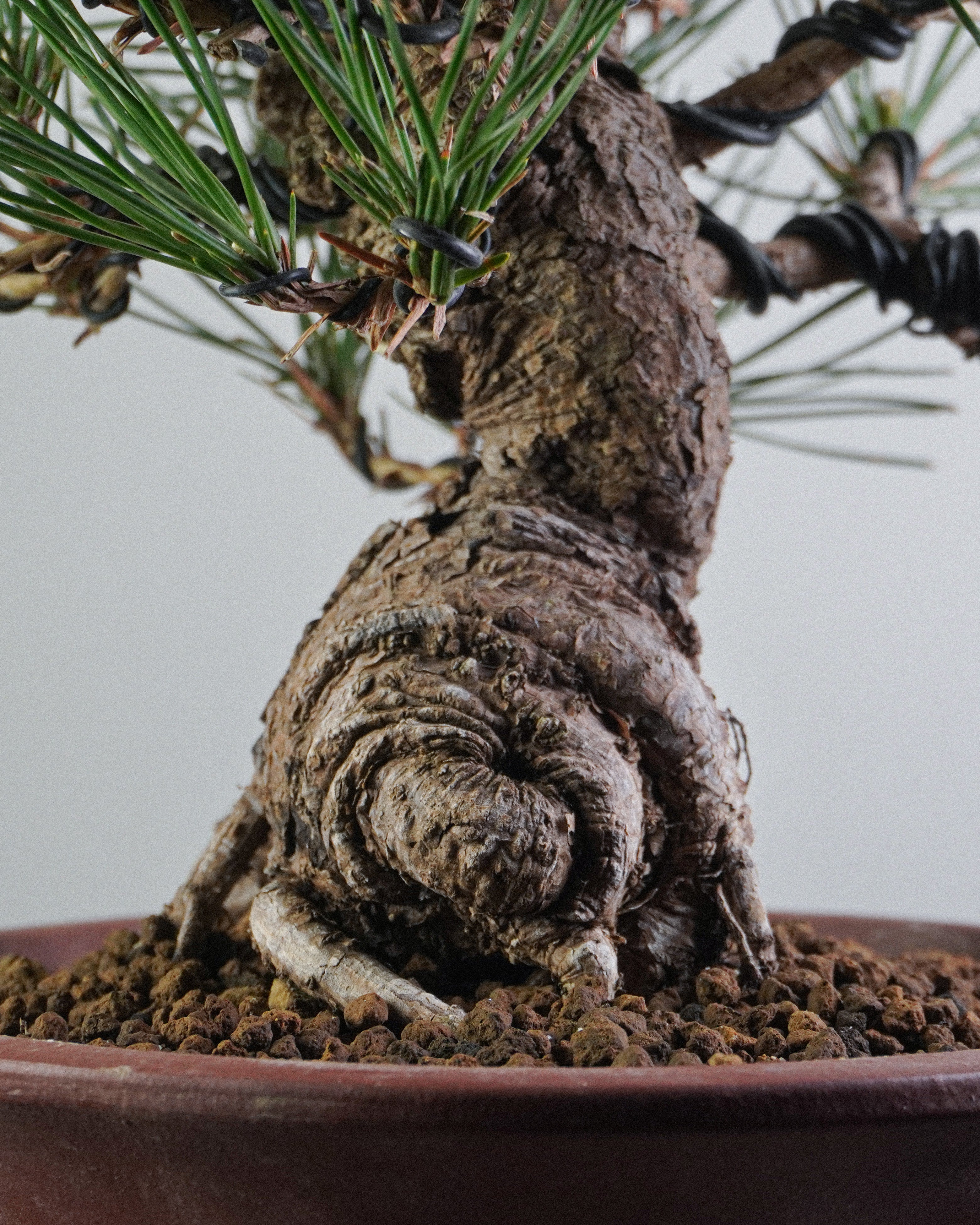 黑松 Black Pine Bonsai 底部螺旋狀荒皮樹幹與根基細節 盆栽香港室內植物