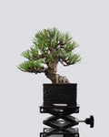 Black Pine - Bonso