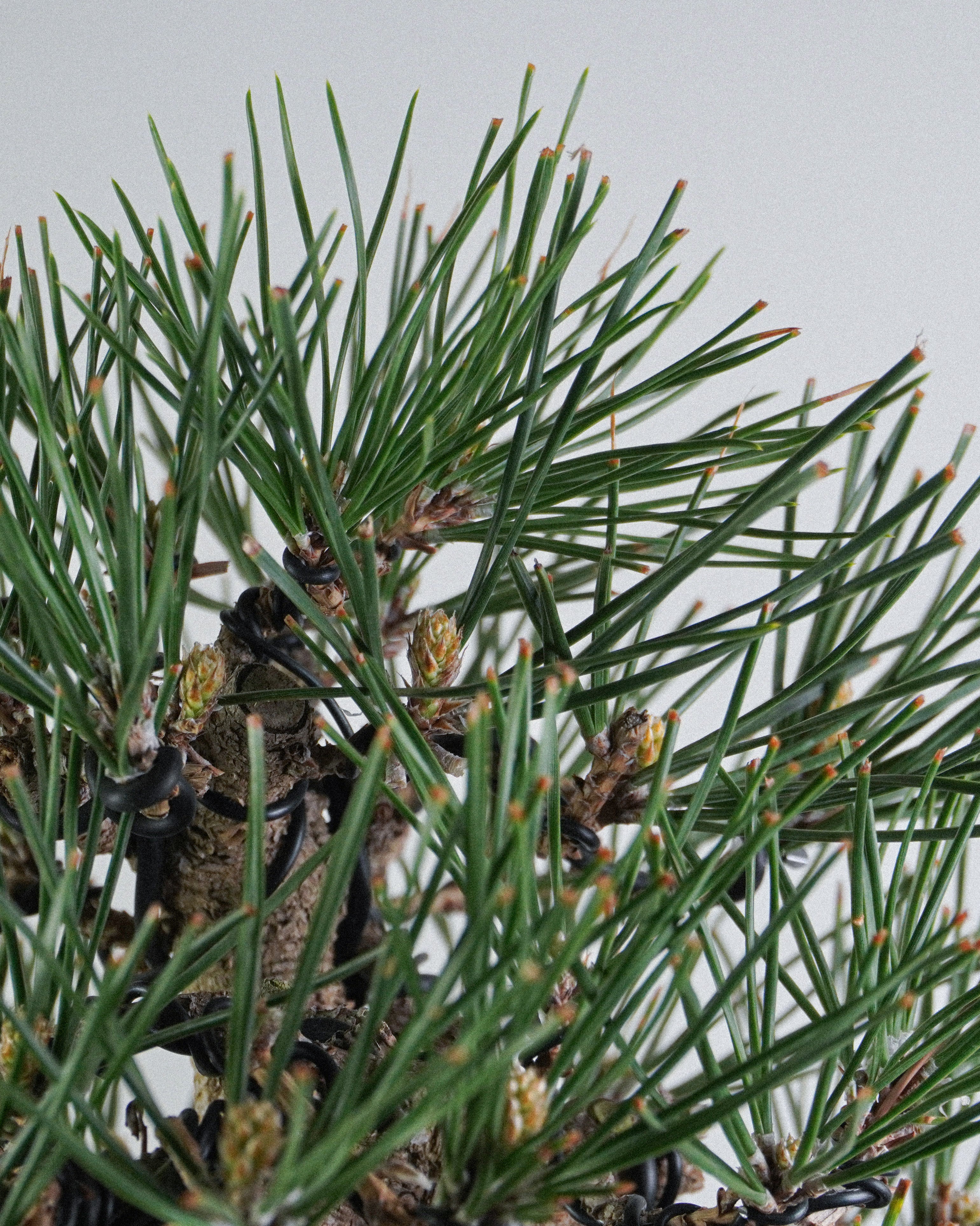 黑松 Black Pine Bonsai 翠綠硬挺松針與頂部層次特寫 盆栽香港室內植物