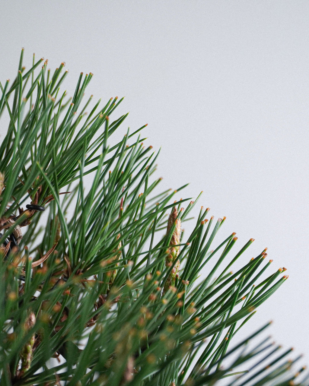 黑松 Black Pine Bonsai 翠綠硬挺松針與層次分佈特寫 盆栽香港室內植物