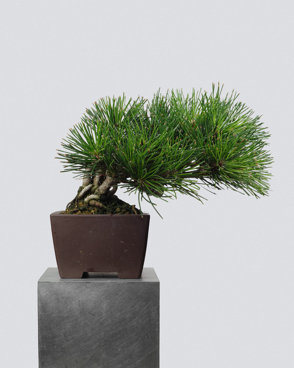 Black Pine