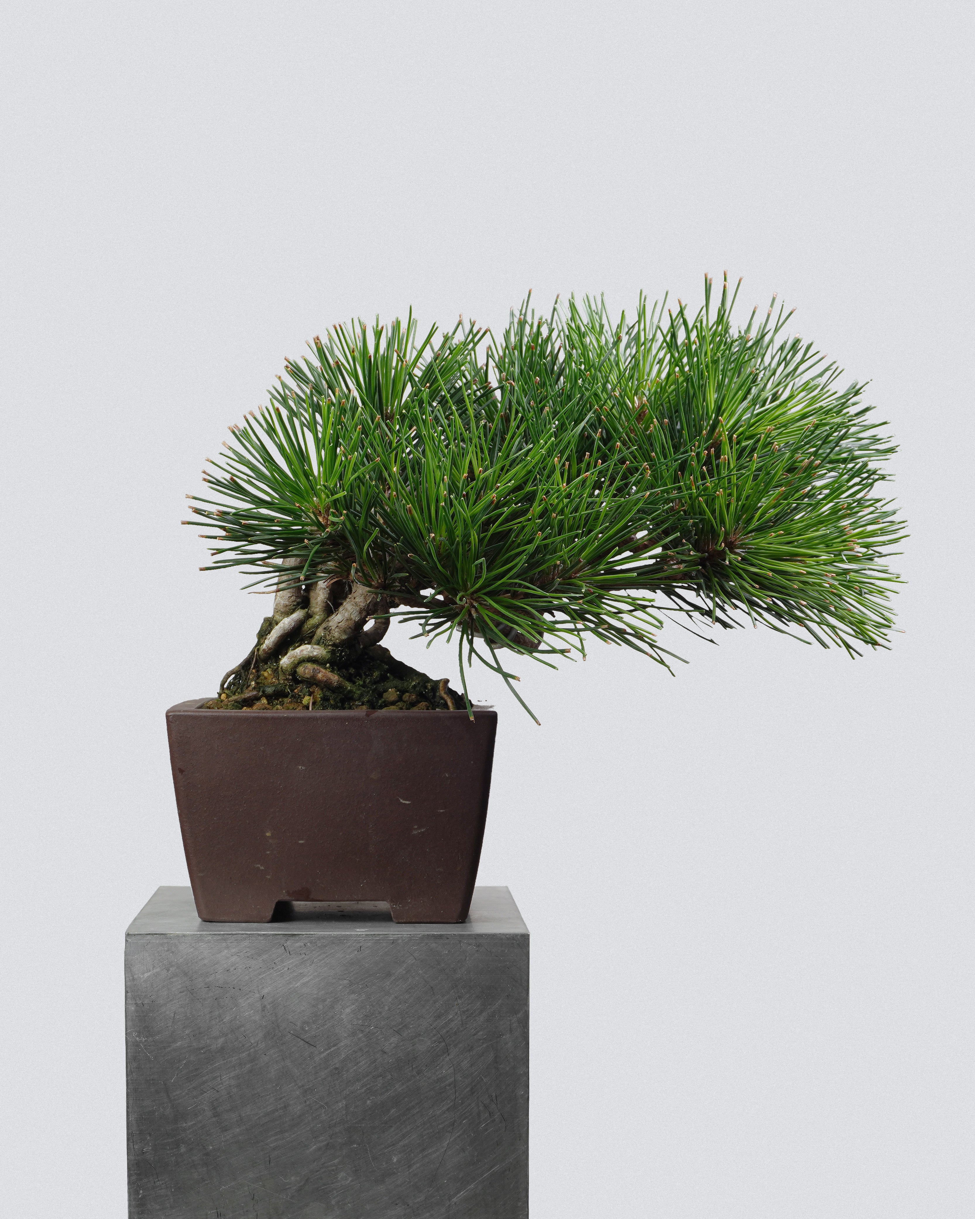Black Pine