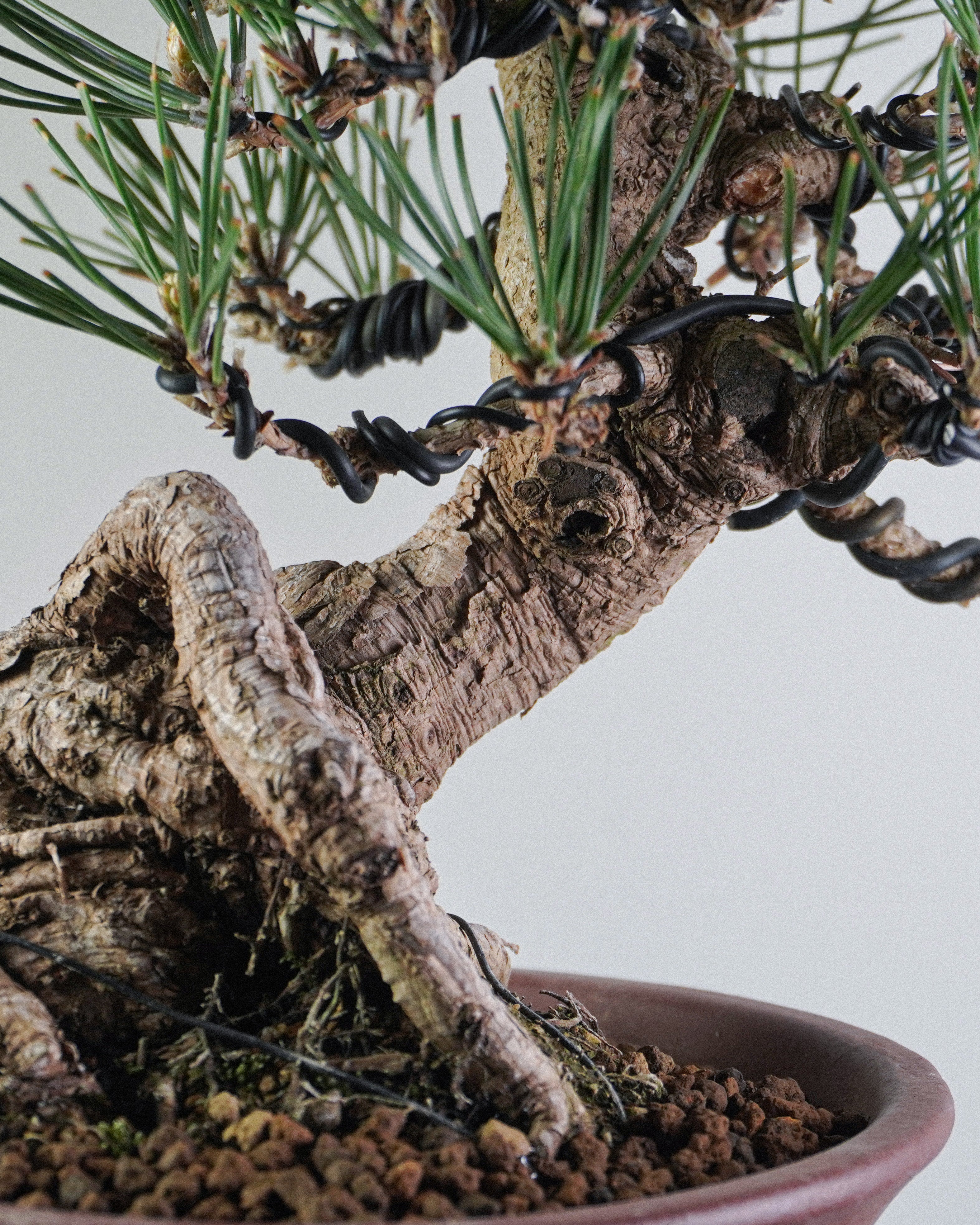 黑松 Black Pine Bonsai 底部根基盤旋與樹幹質感展示 盆景香港辦公室植物
