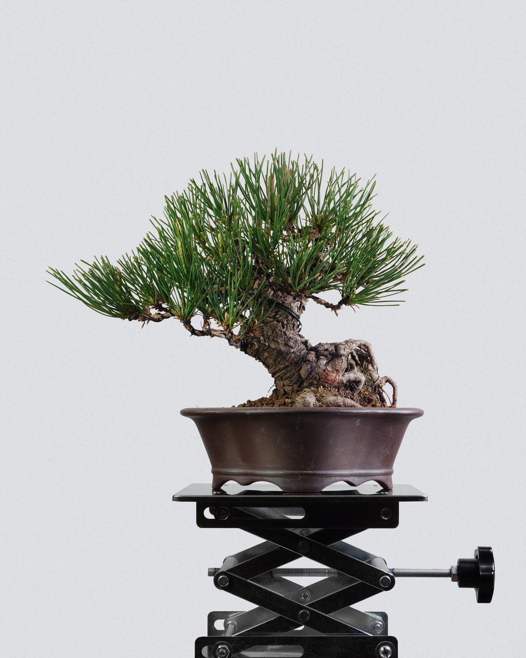 黑松 Black Pine Bonsai 粗壯斜幹造型配深啡圓盆 盆景香港辦公室植物