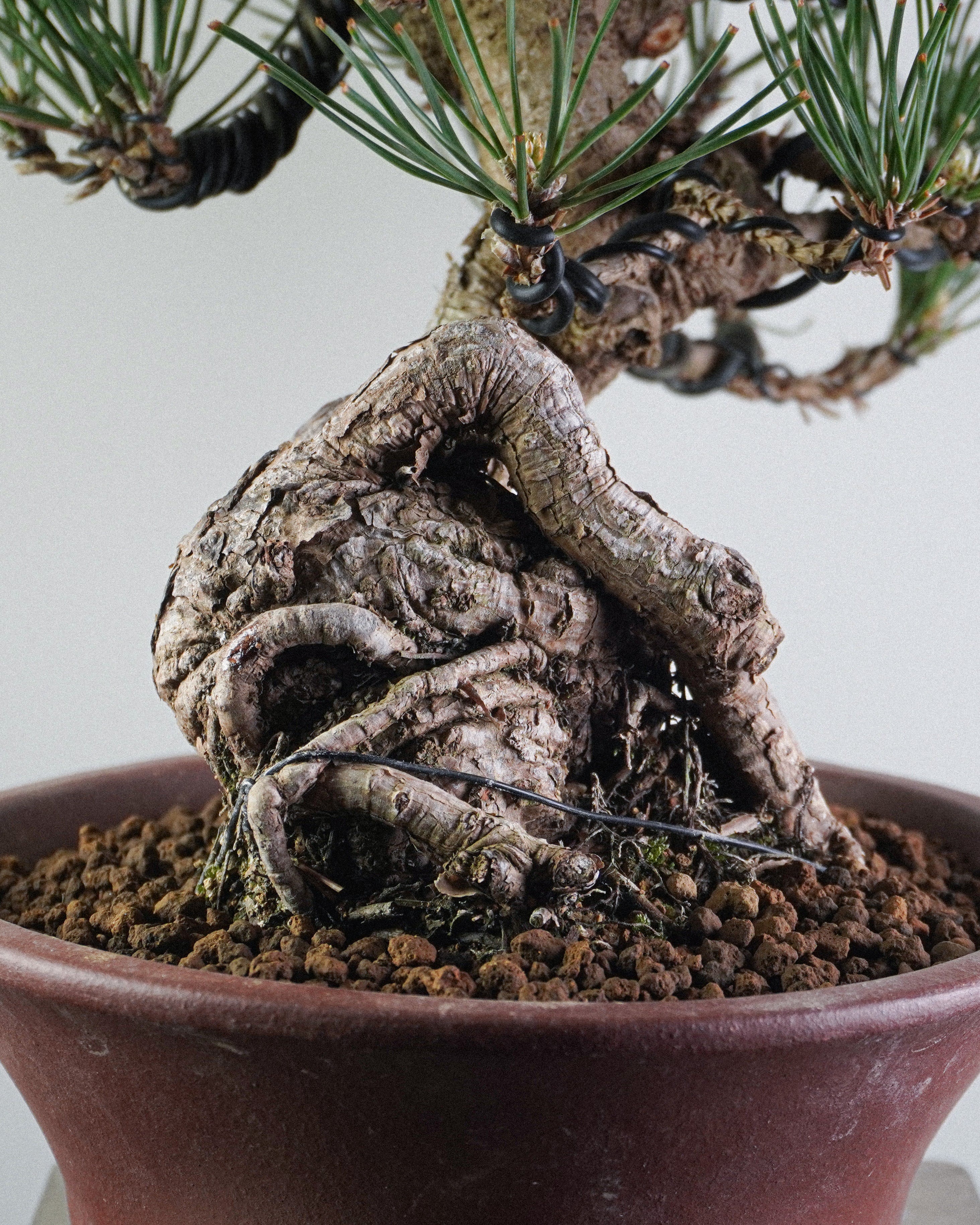 黑松 Black Pine Bonsai 粗壯樹幹荒皮質感與扭曲細節 盆栽香港辦公室植物