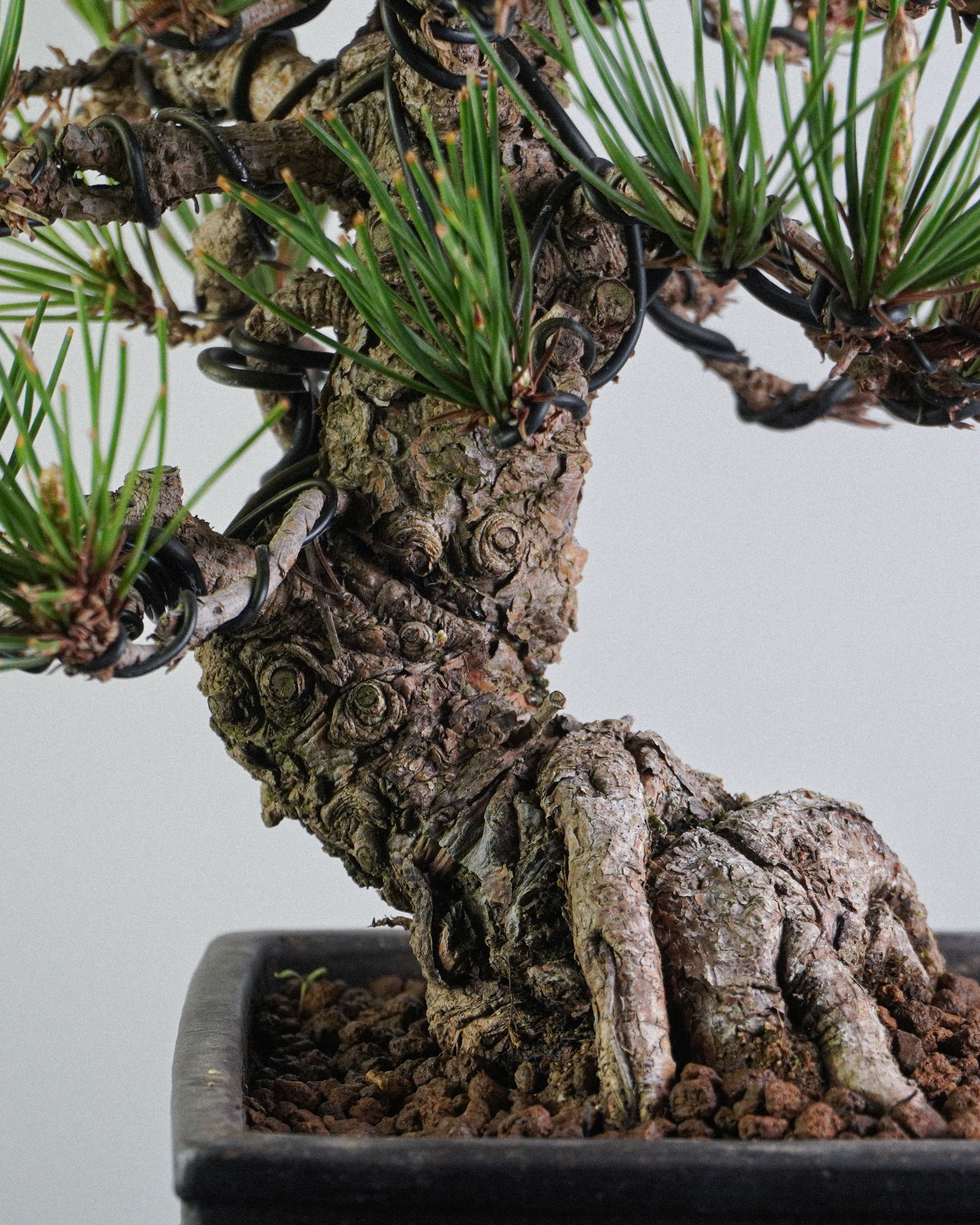 黑松 Black Pine Bonsai 底部強健根盤與粗壯樹幹交接展示 盆景香港戶外盆景