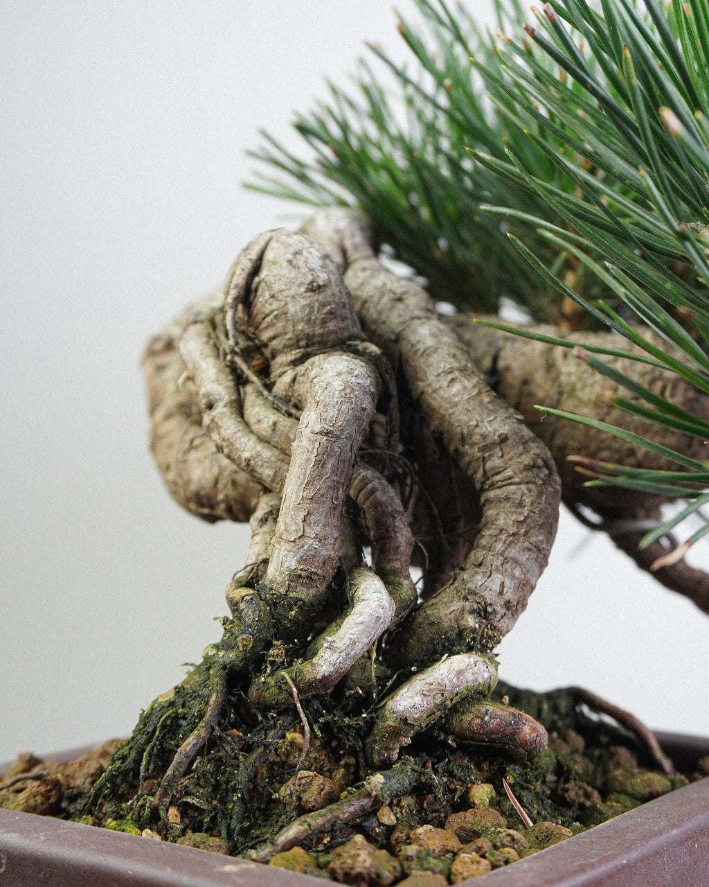 Black Pine