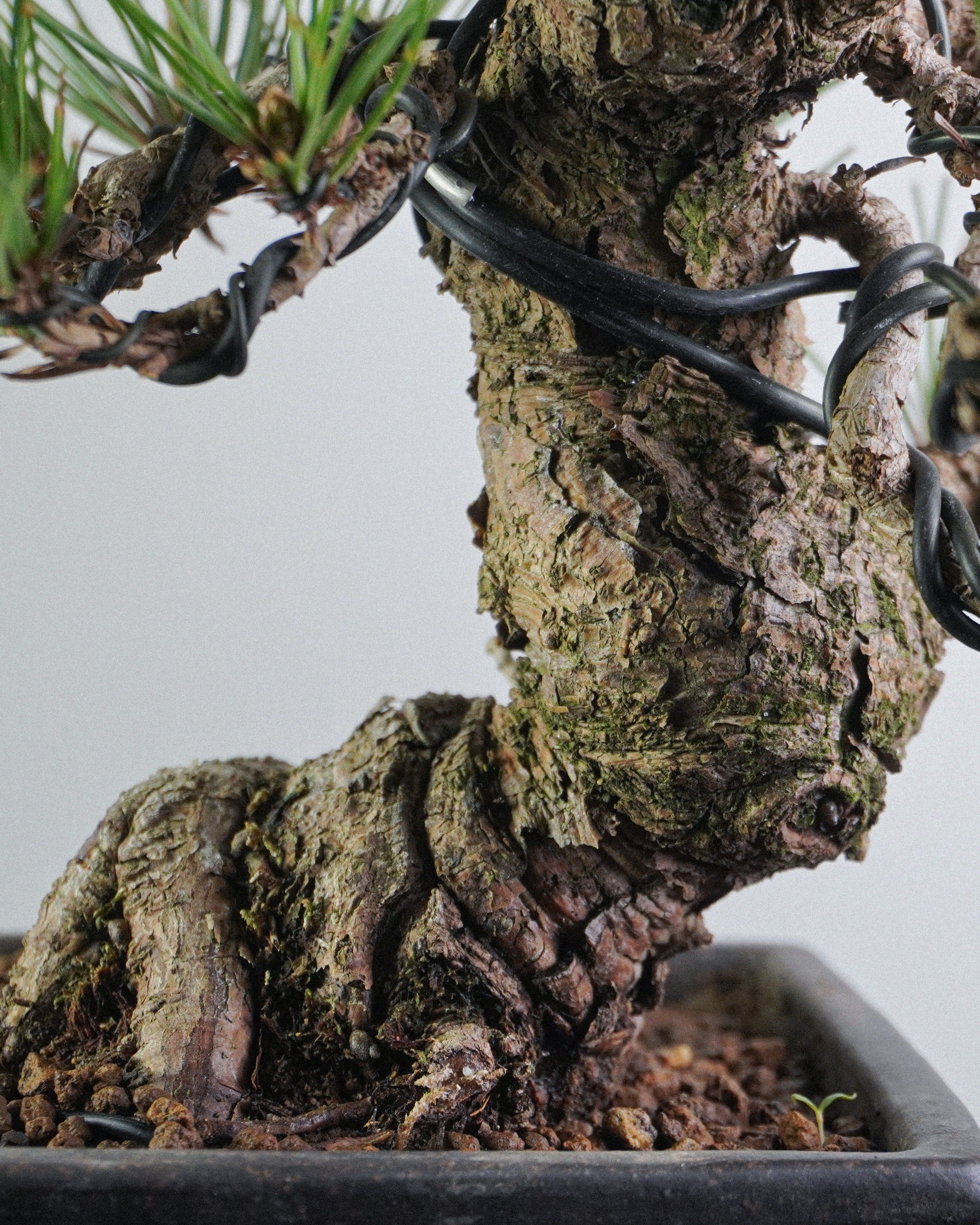 黑松 Black Pine Bonsai 樹幹老態荒皮質感與鱗片狀紋理特寫 盆栽香港戶外盆景