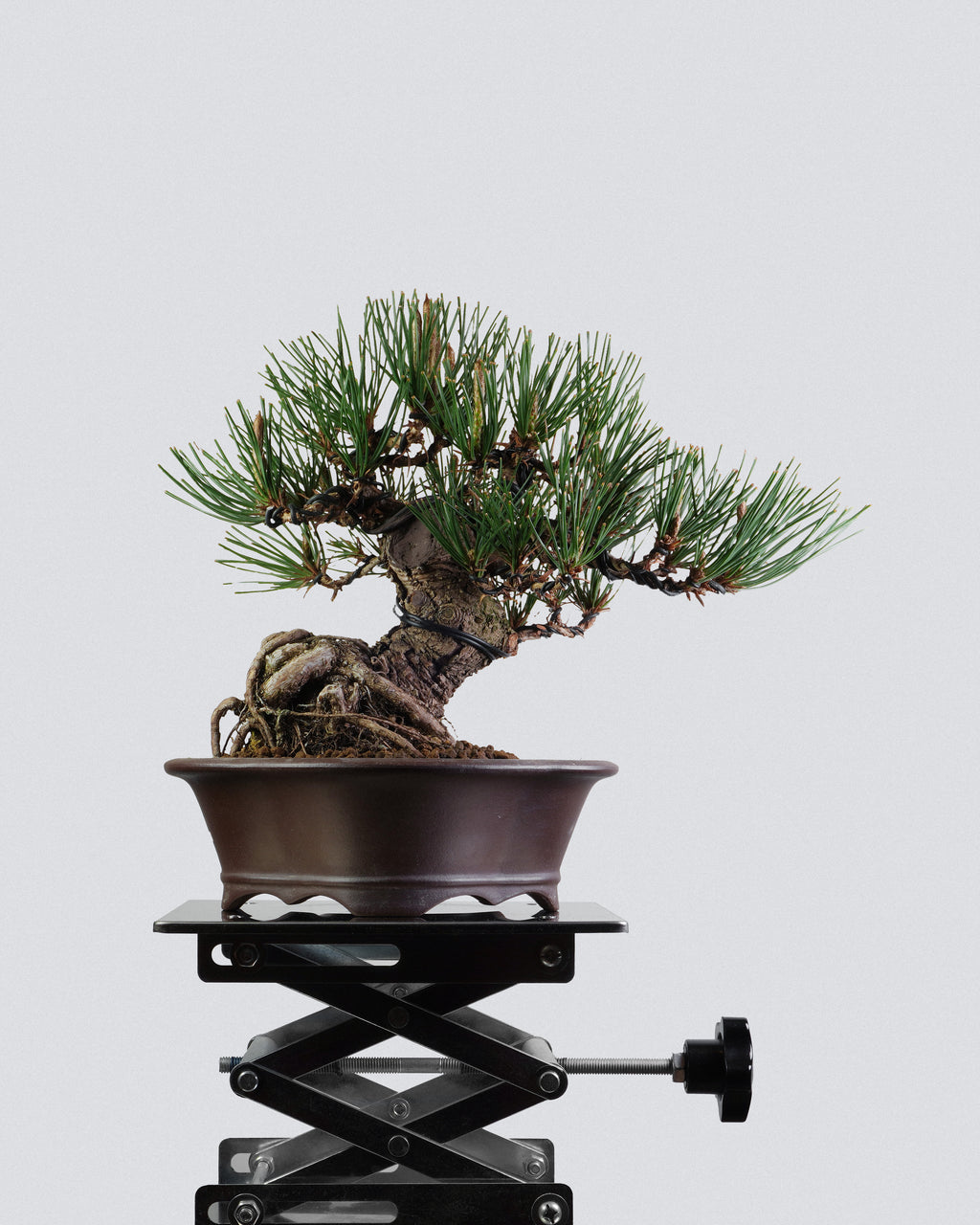 黑松 Black Pine Bonsai 蒼勁樹勢與橫向枝分佈展示 盆景香港室內植物