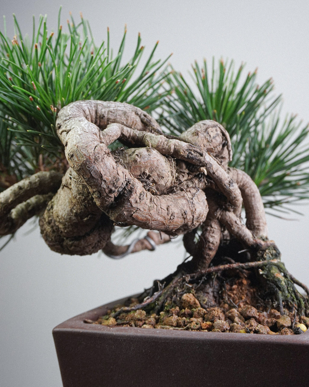 Black Pine