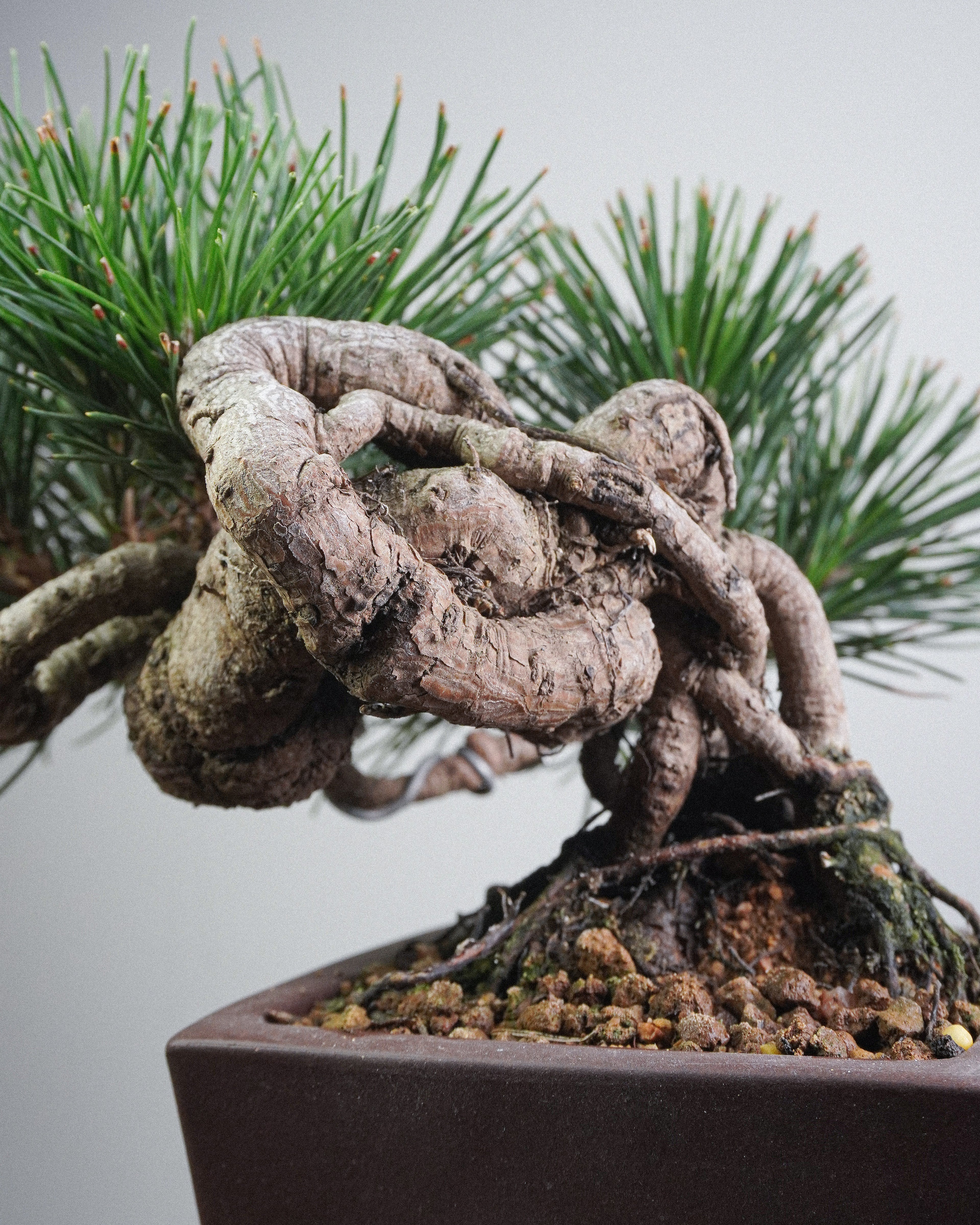 Black Pine