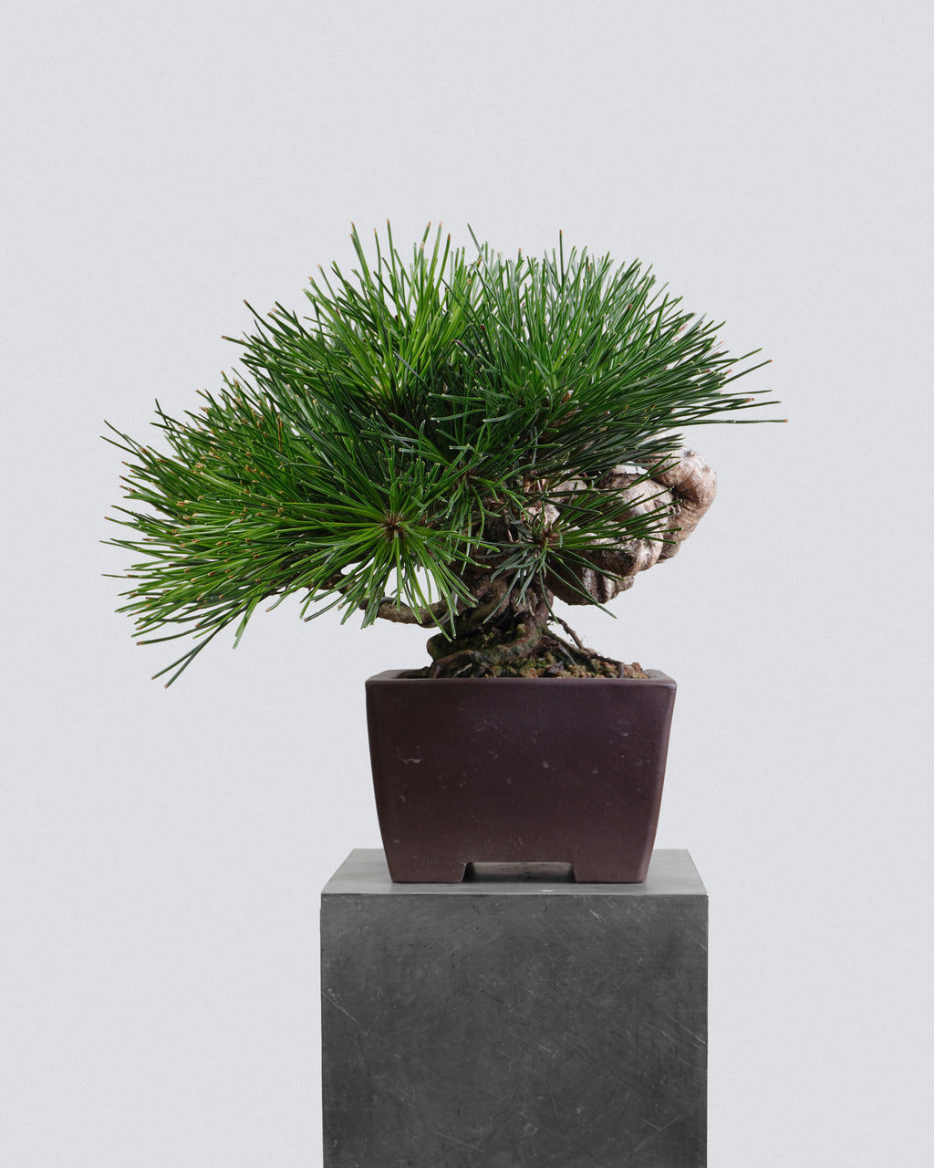 Black Pine