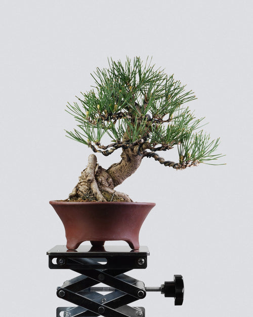 Bonso Black Pine bonsai in a brown pot, shown on a black scissor stand against a light gray background.