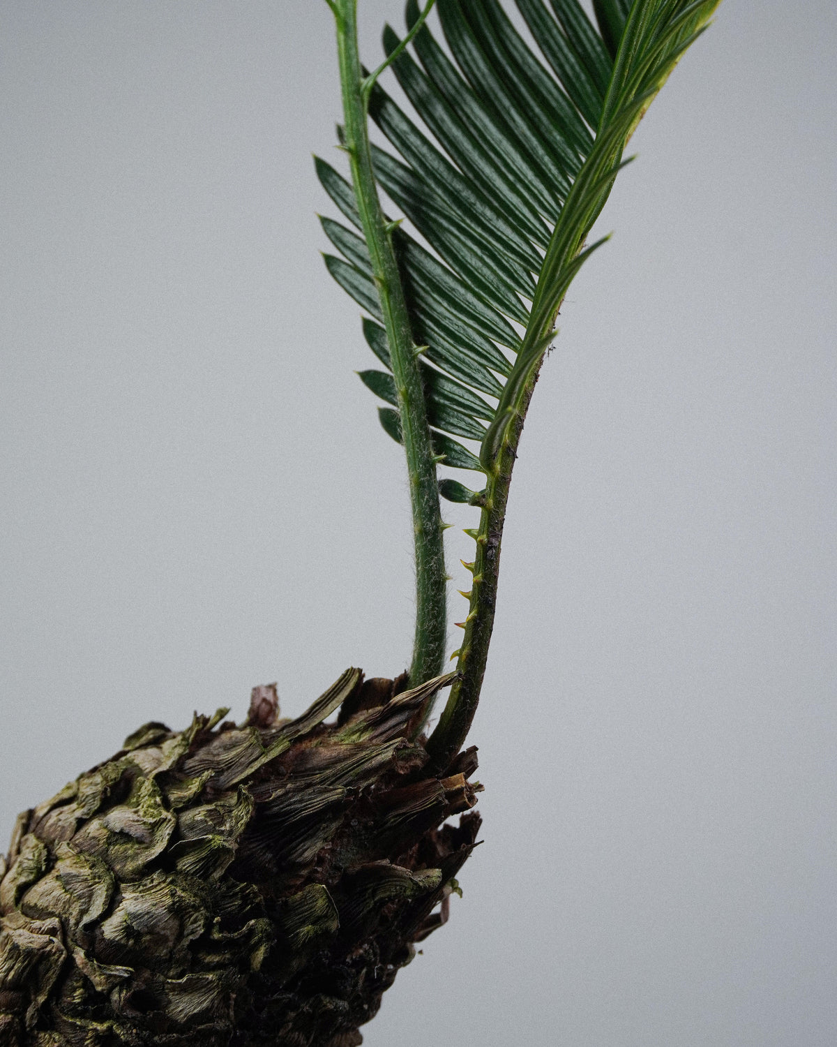 White-Scaled Sago Palm
Cycas revoluta 005