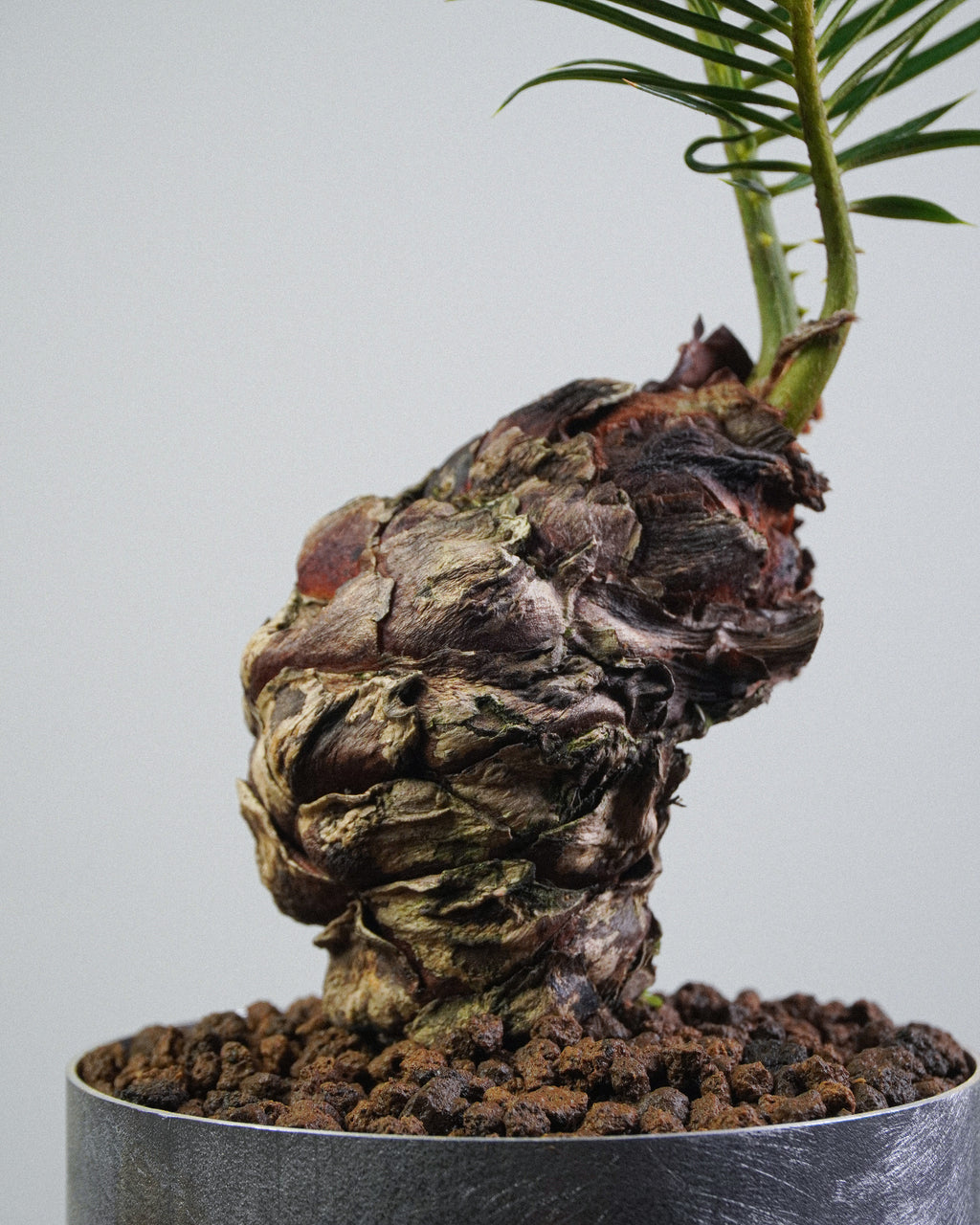 虎皮榕 004