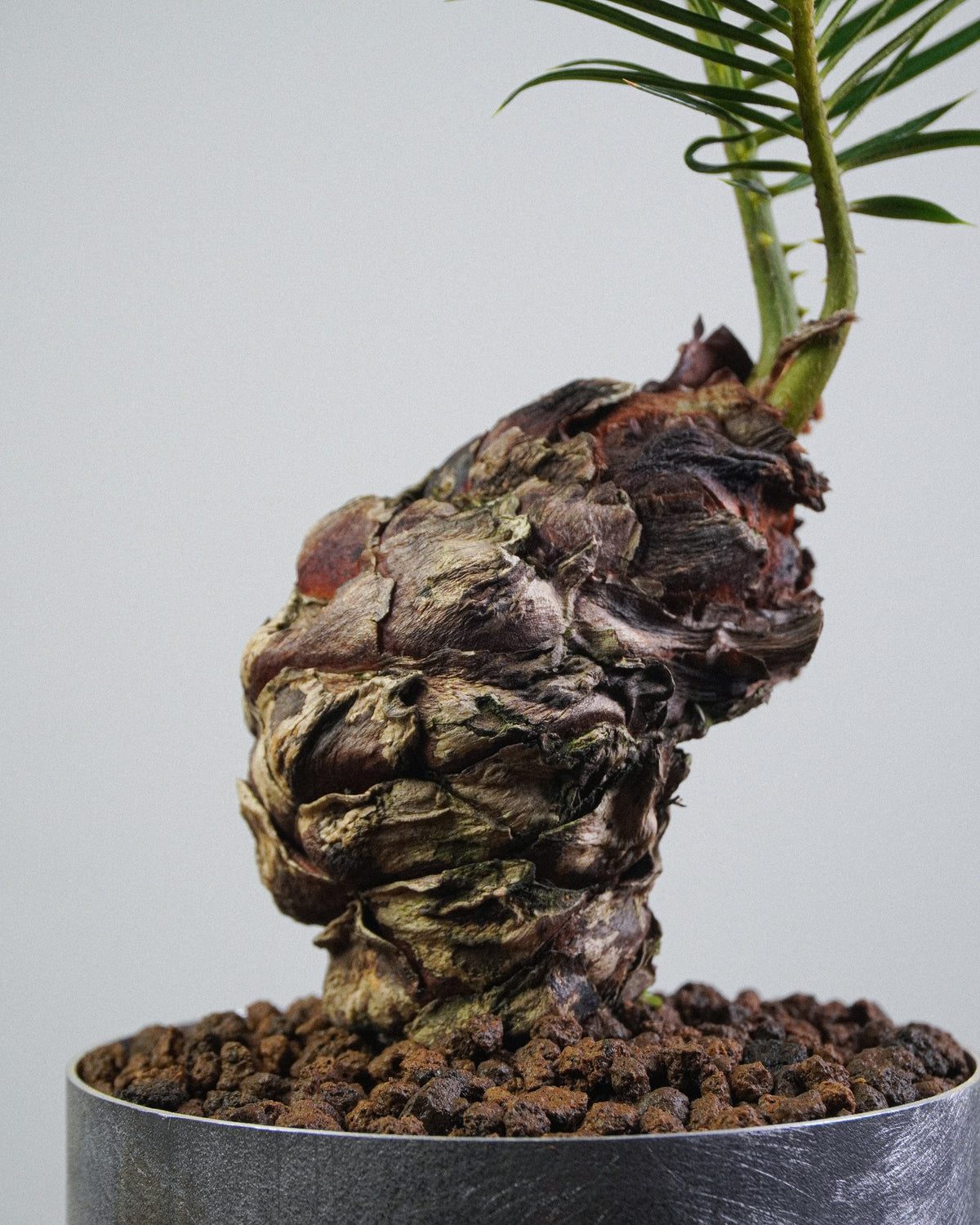 虎皮榕 004
