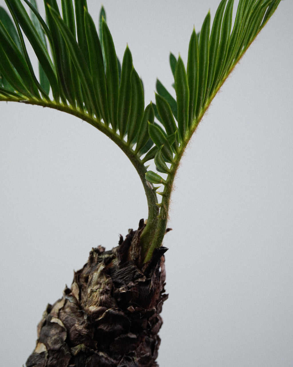 White-Scaled Sago Palm
Cycas revoluta 003
