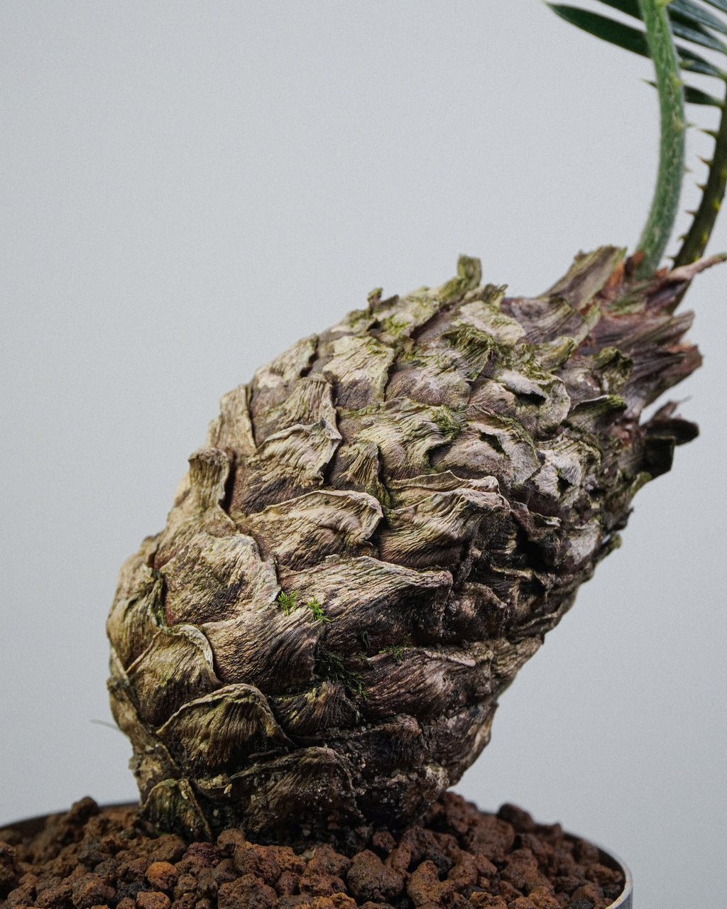 White-Scaled Sago Palm
Cycas revoluta 005