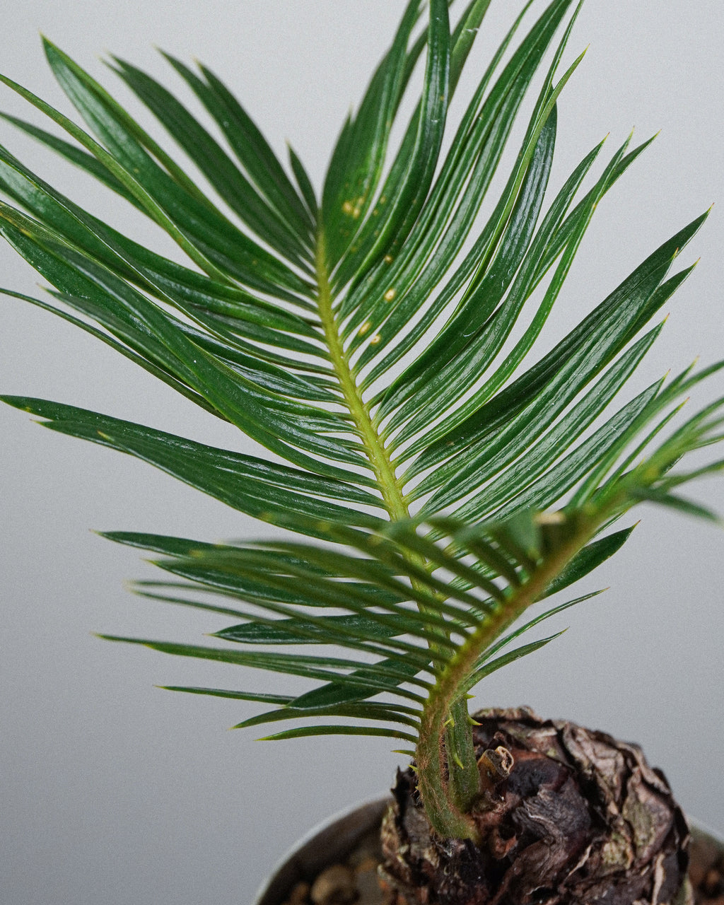White-Scaled Sago Palm
Cycas revoluta 003