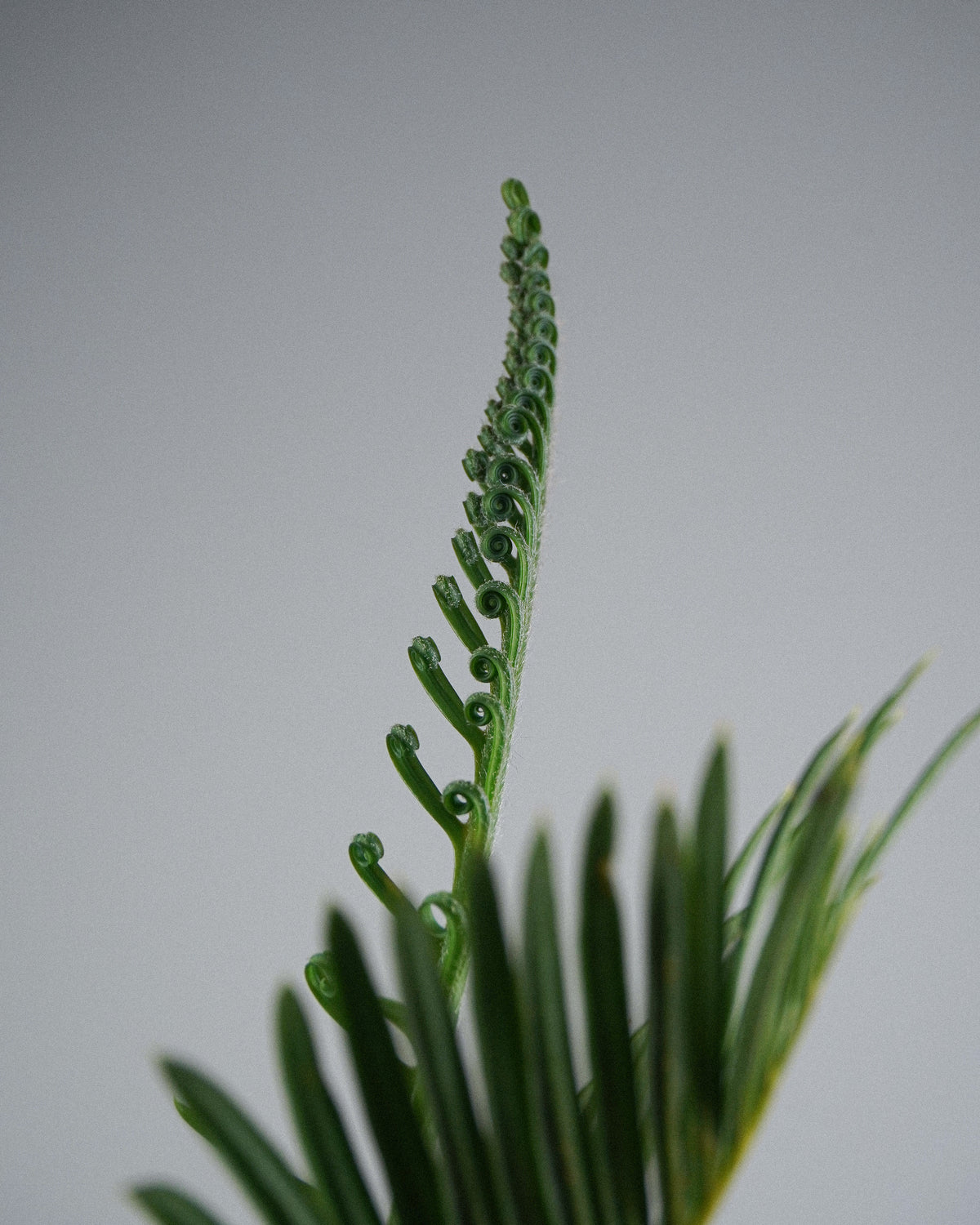 White-Scaled Sago Palm
Cycas revoluta 005