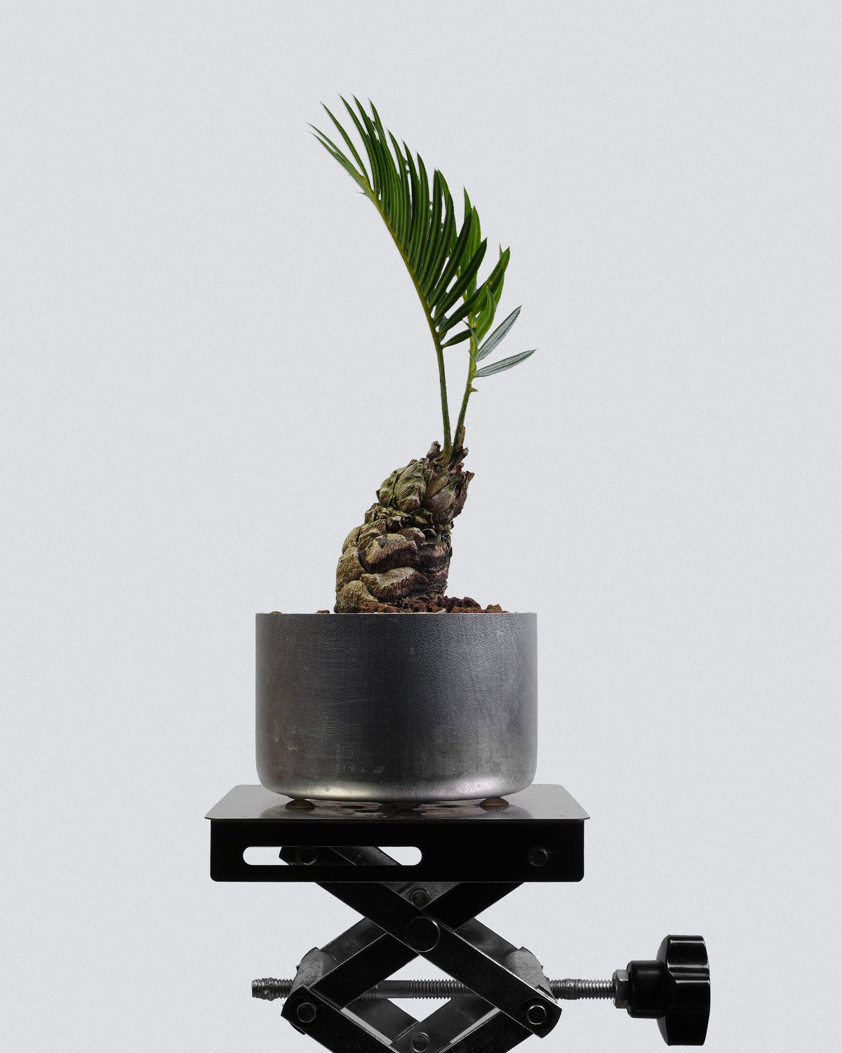 虎皮榕 004