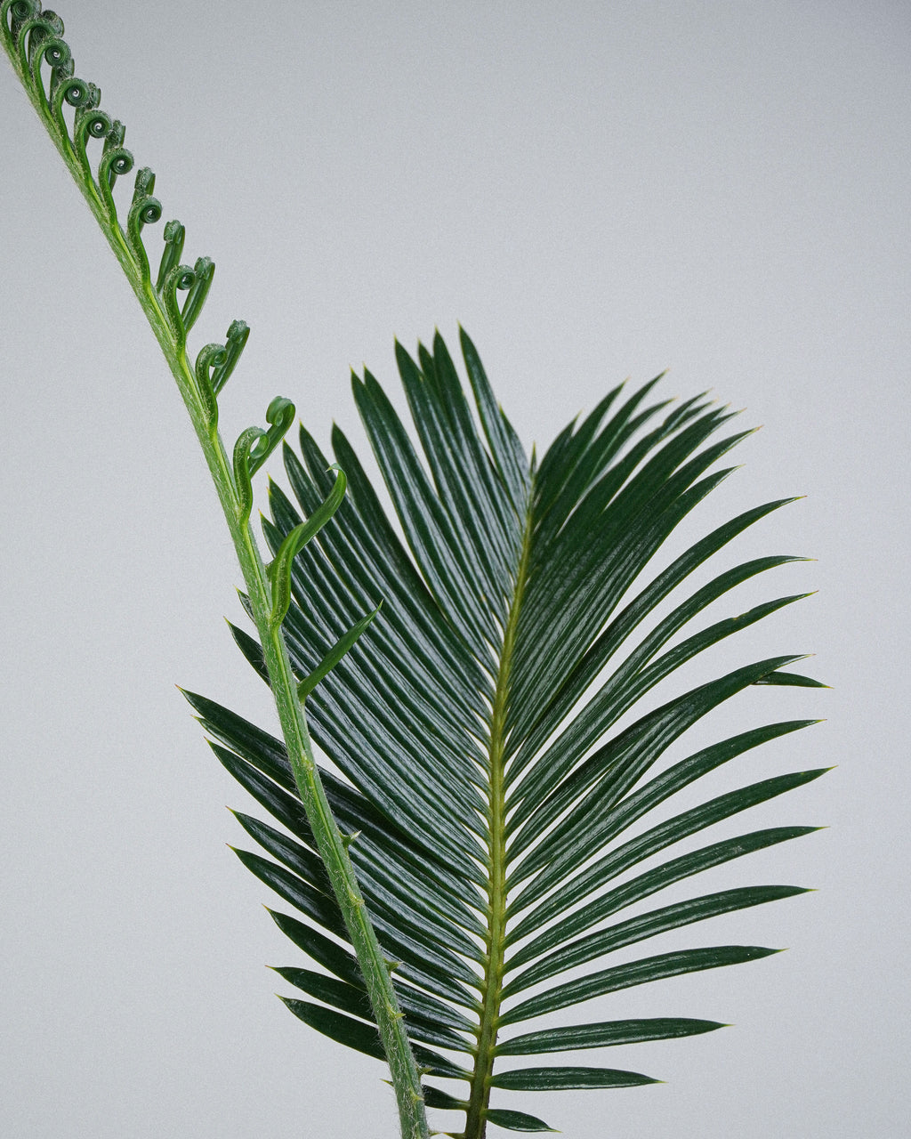 White-Scaled Sago Palm
Cycas revoluta 005