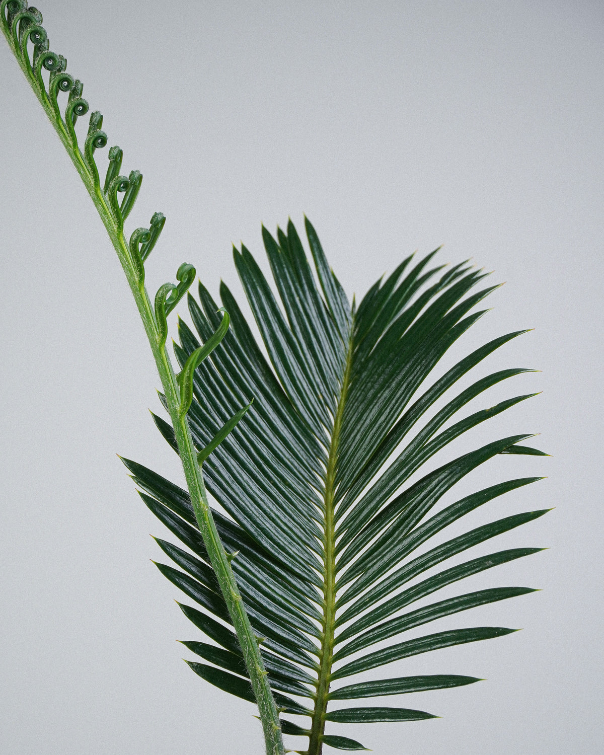 White-Scaled Sago Palm
Cycas revoluta 005